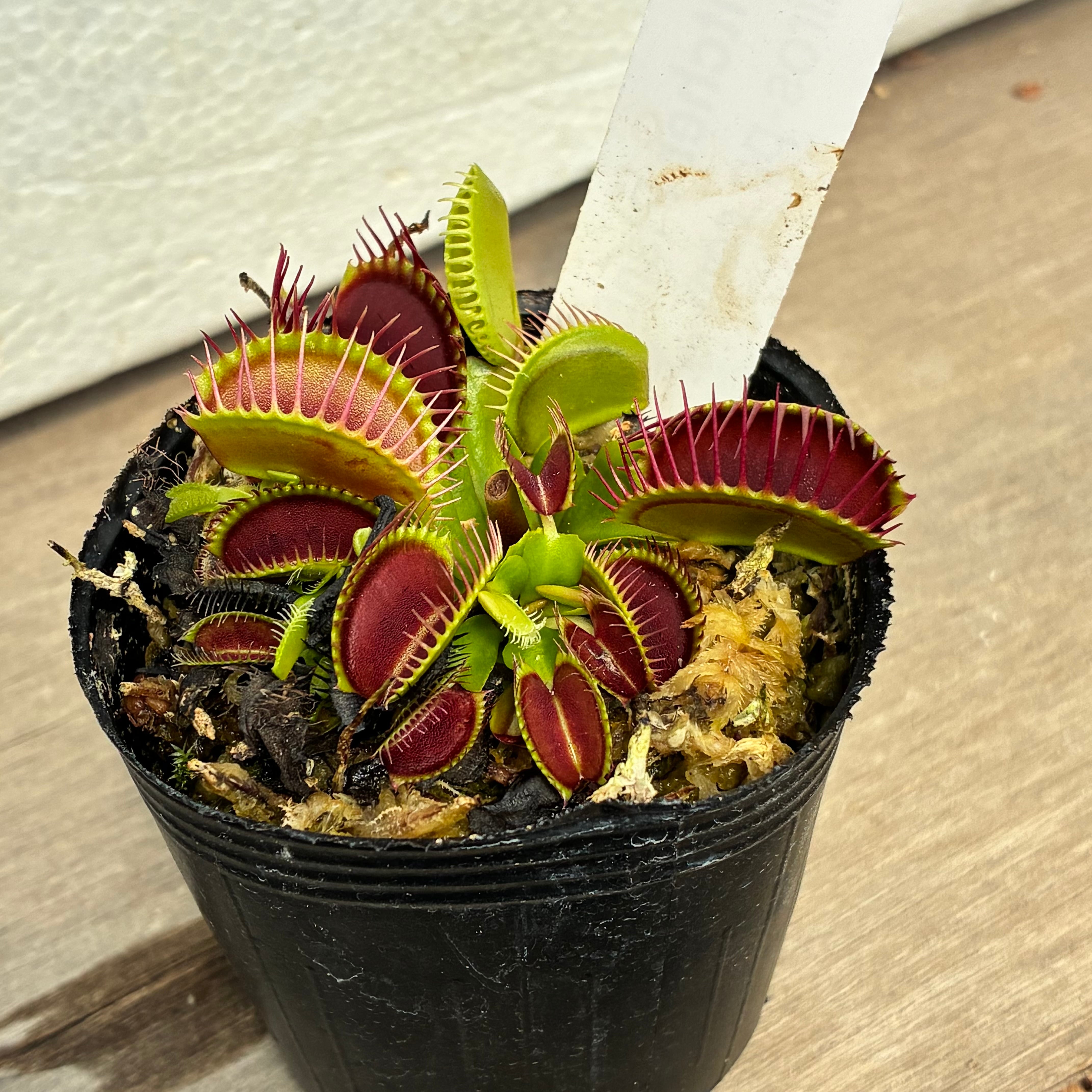 ハエトリソウ ビッグマウス Dionaea muscipula Big mouth | G・LABO shop
