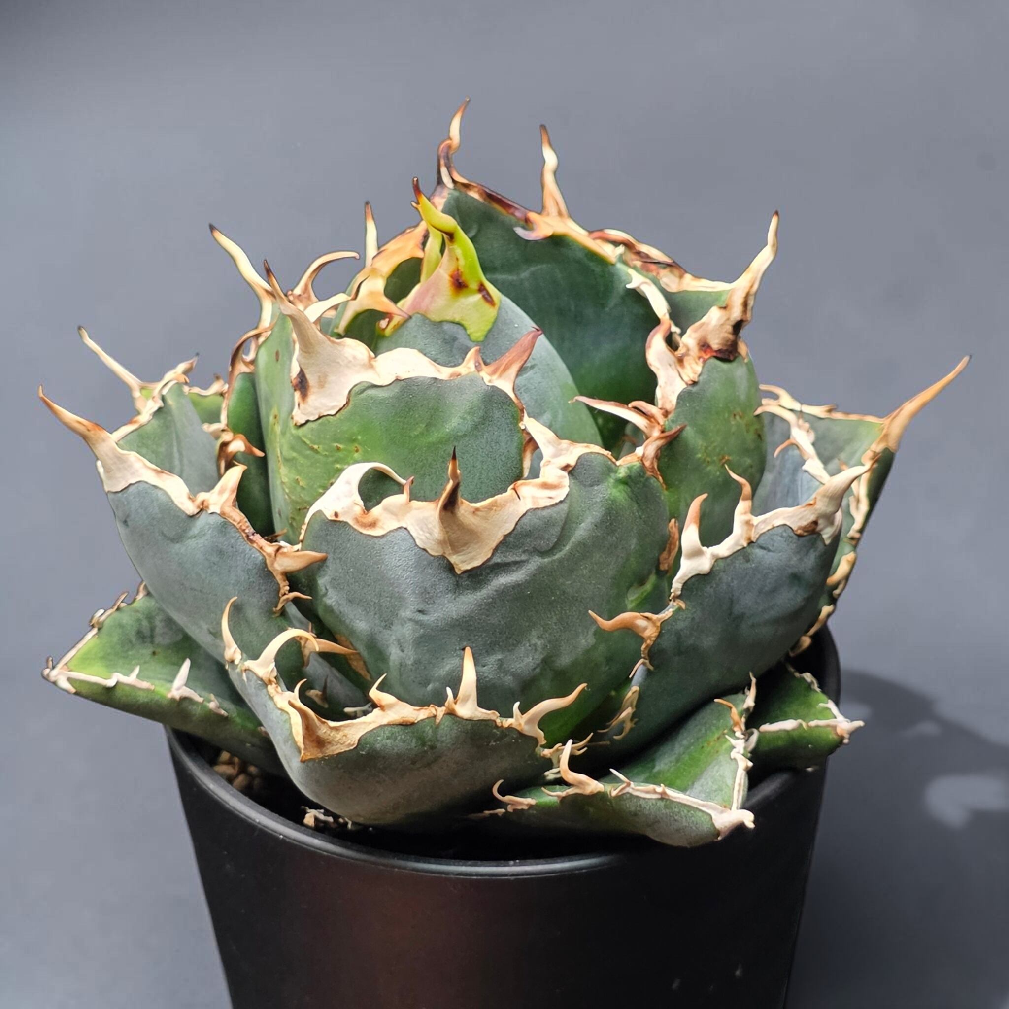 アガベ チタノタ 白鯨 (Agave titanota 'Hakugei') | BRIDGE GARDEN