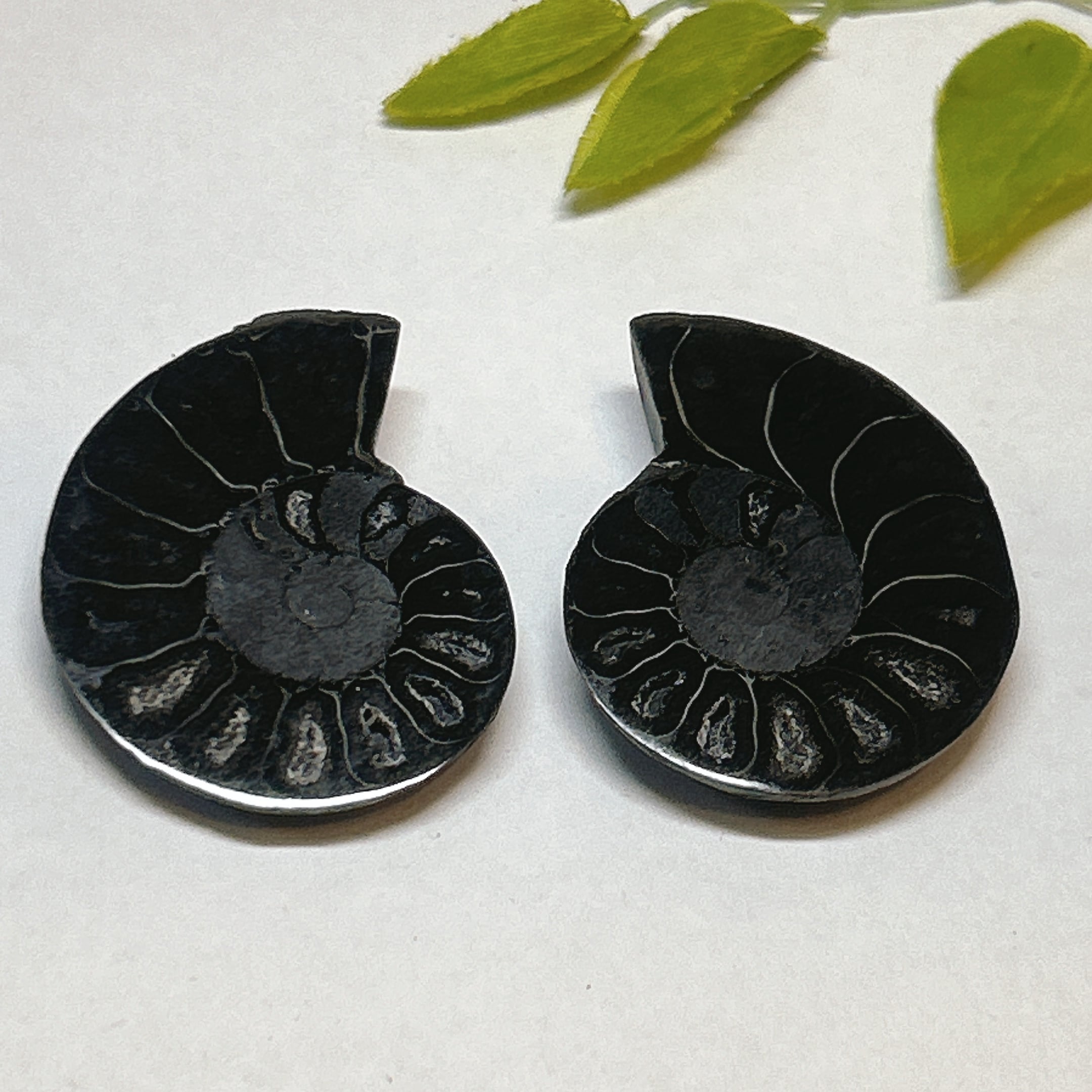 化石]アンモナイト（菊石） | クリスタル・ワールド御徒町店