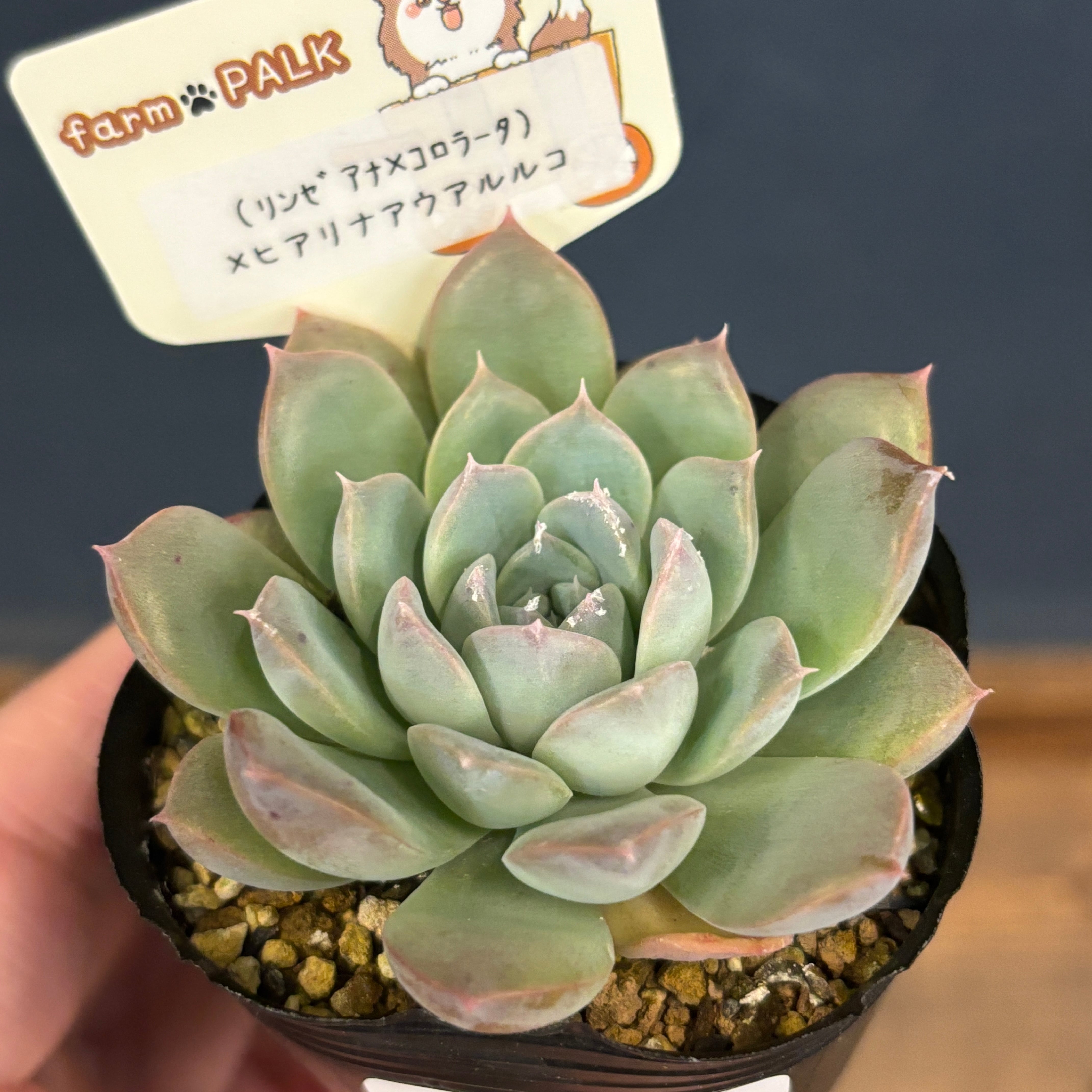 SALE❣️多肉植物 ドロサンテマム キラキラ 氷川 抜き苗 1株 | Pay ID