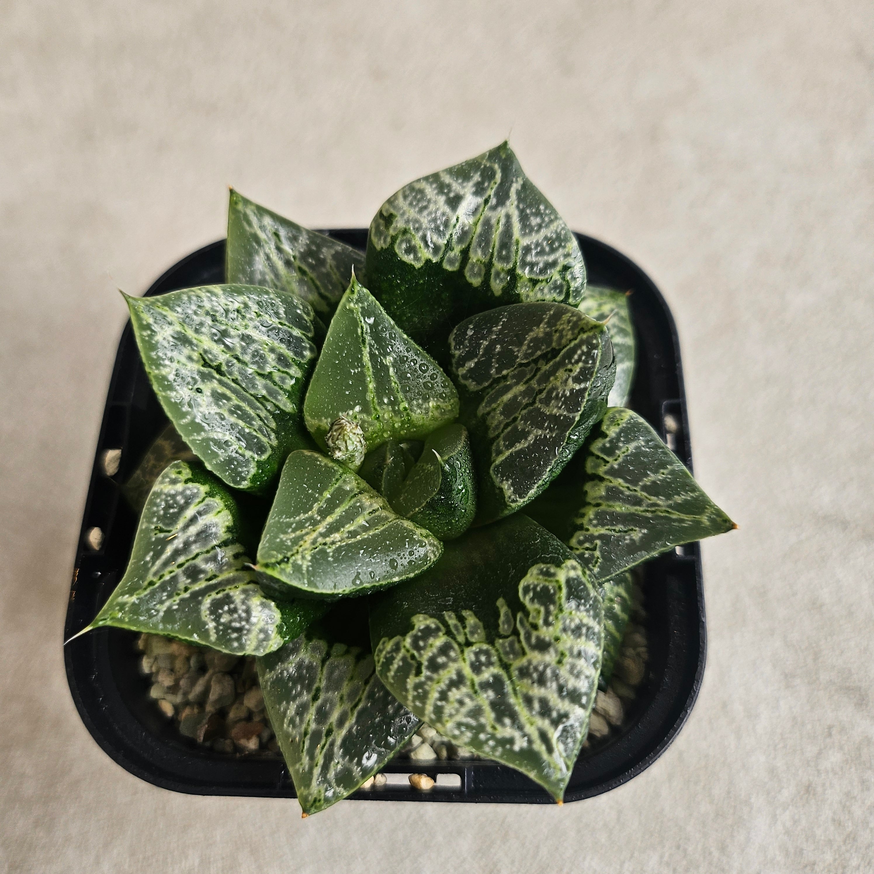 BOTANY CRAFT ハオルチア ツタンカーメン×老川黒コンプト ex monchi