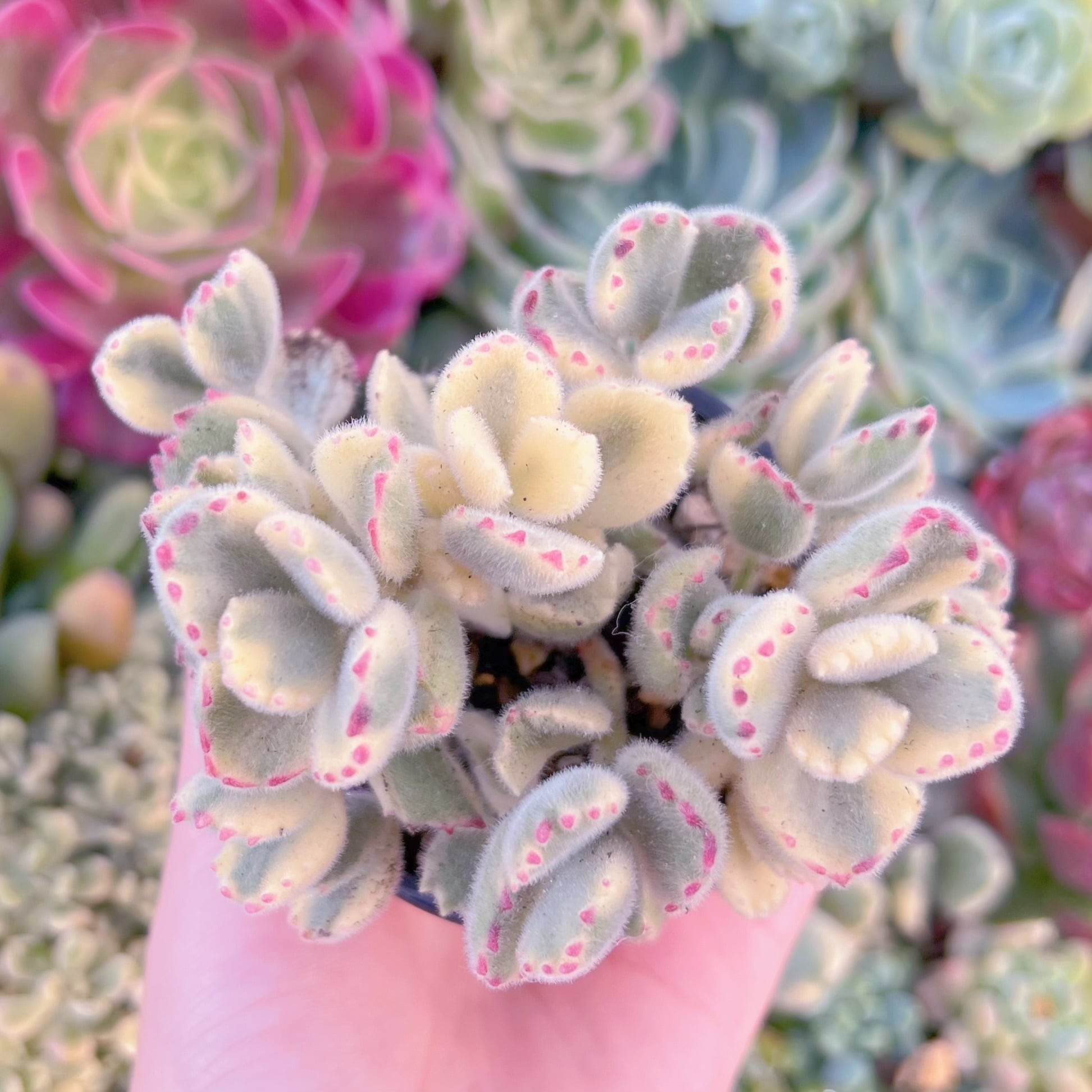 現品　白熊#610　るる農園