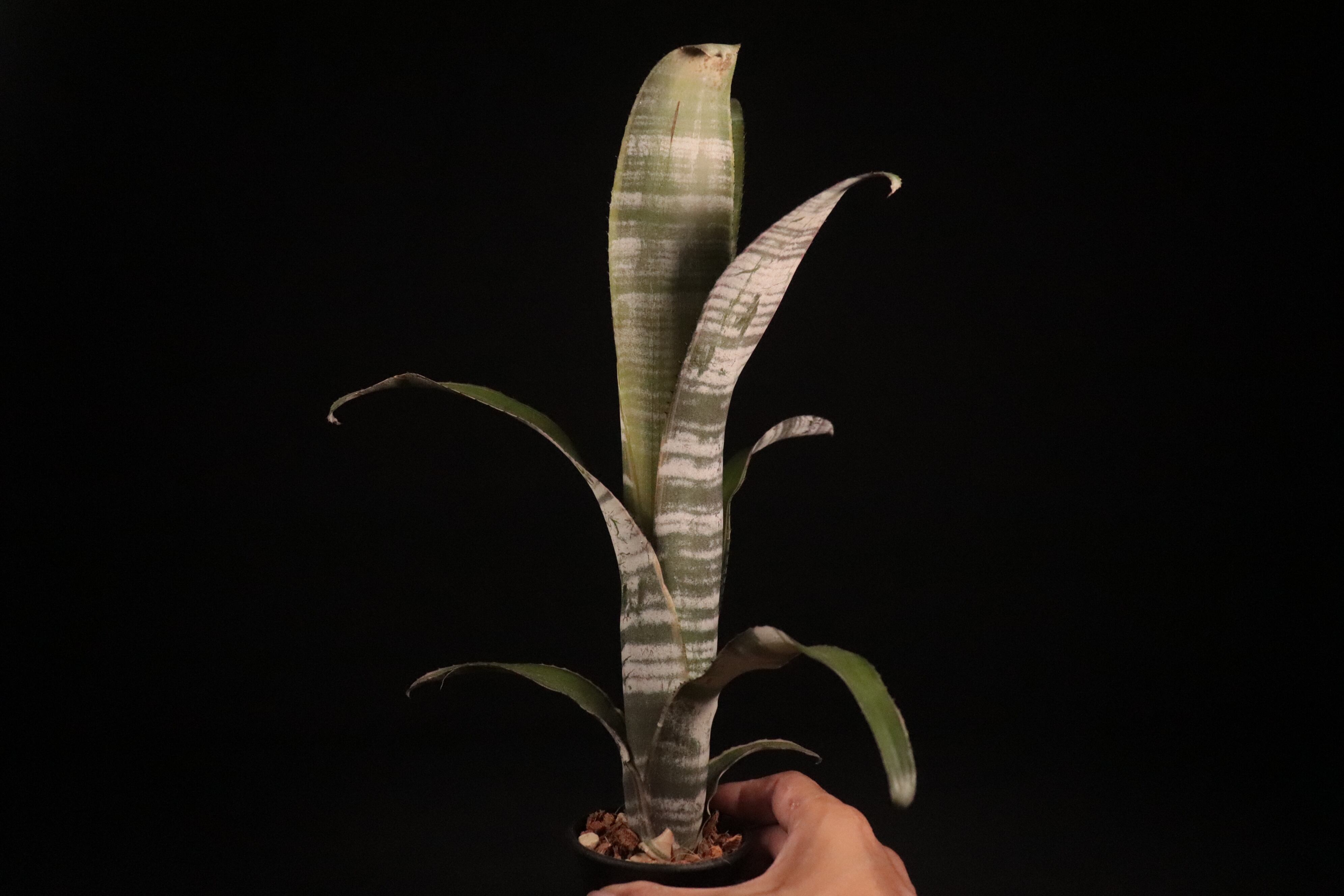 レア！タンクブロメリア　ビルベルギア『Ralph Graham French』 送料無料】Billbergia vittata 'Ralph Graham French'〔ビルベルギア