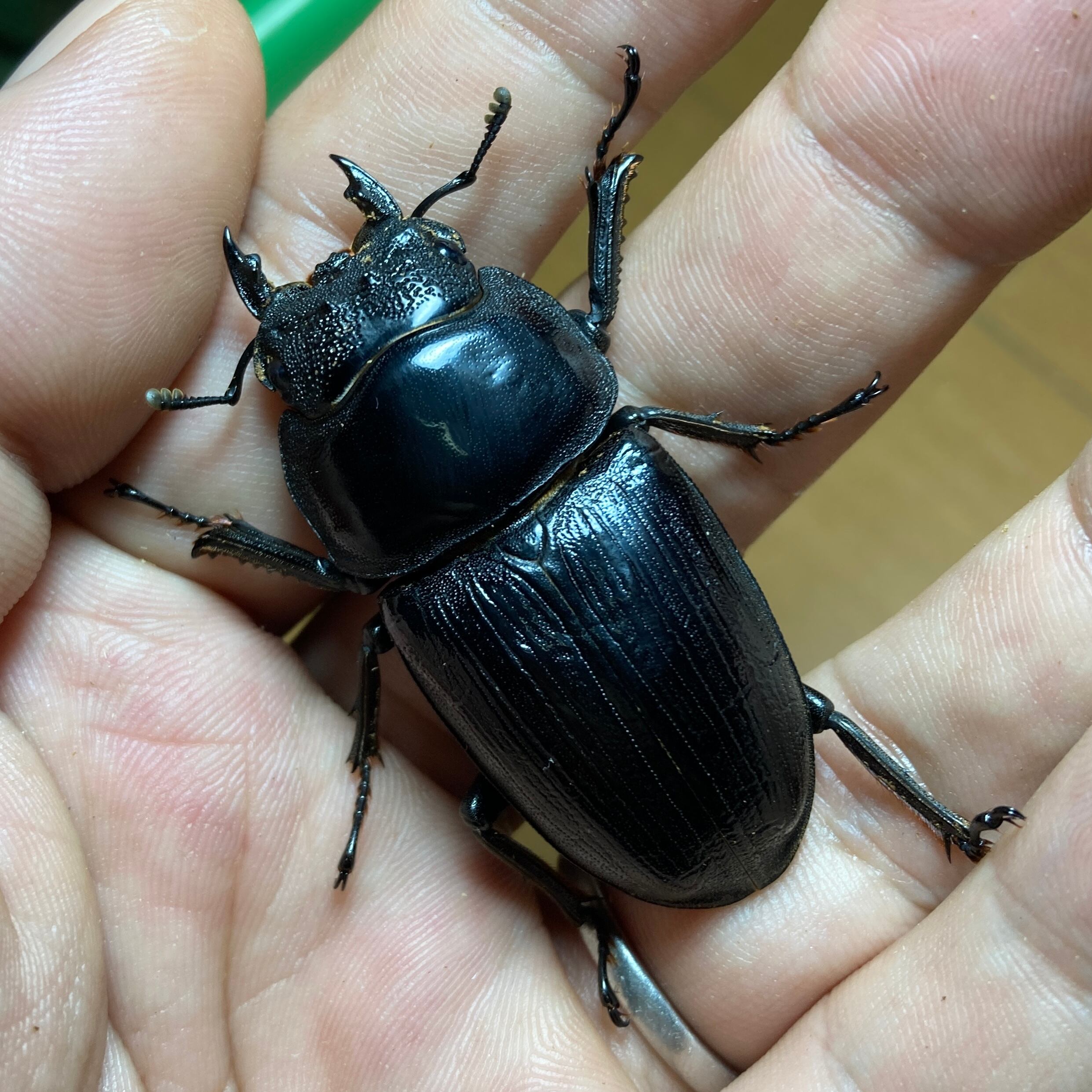 89.5ミリ同腹】マツノ久留米 オオクワガタ【ビークワ】