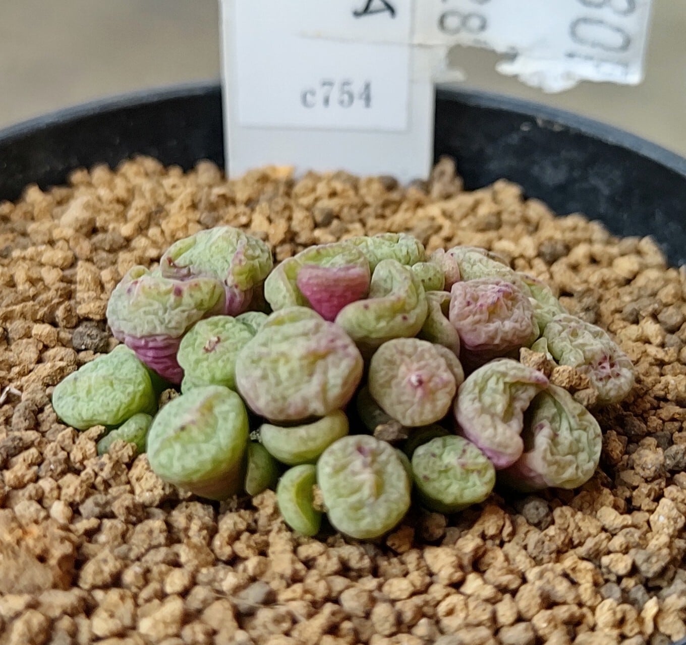 コノフィツム パゲアエ | RuPo 多肉植物専門店