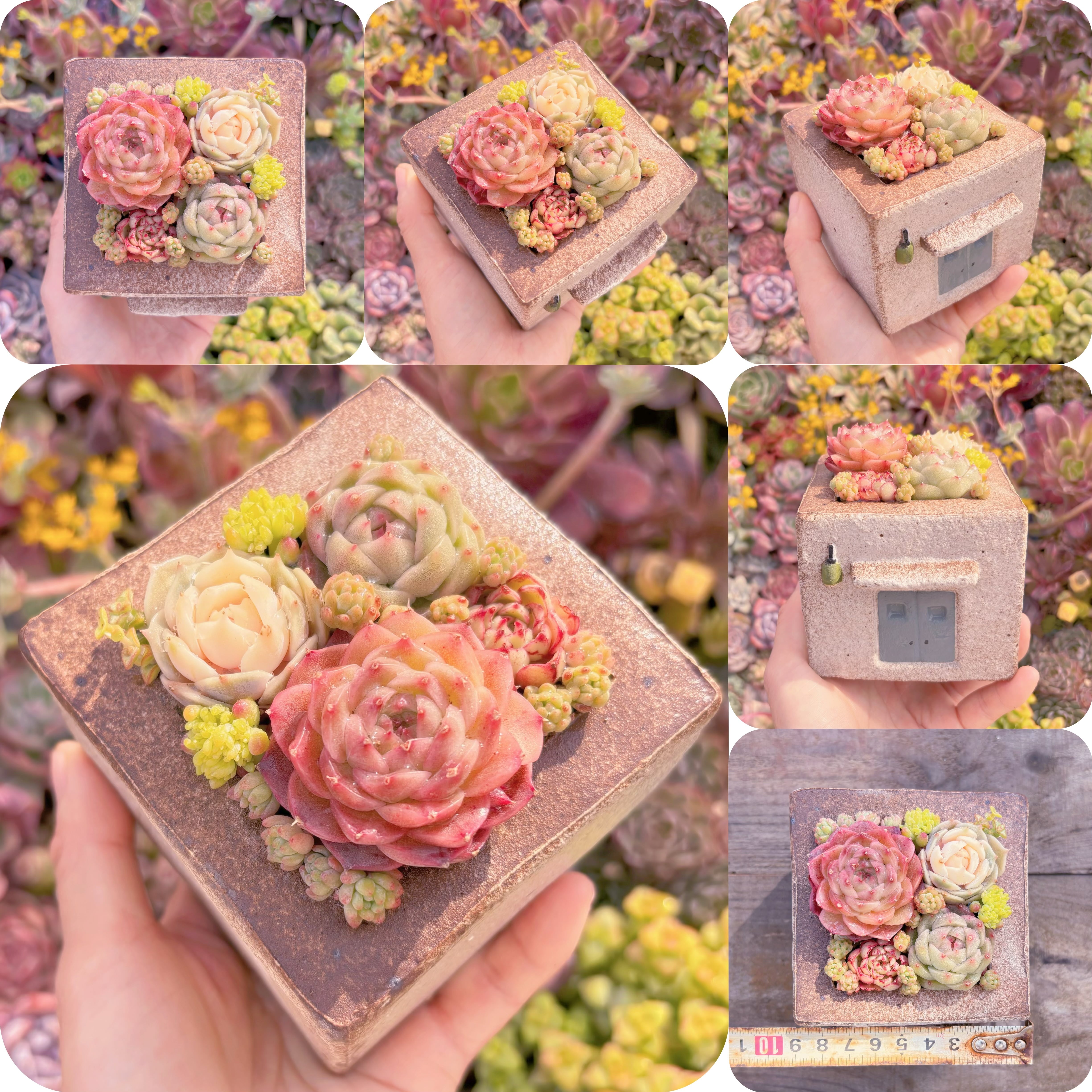 現品　ぷくぷく多肉のお家#M283　直径8.5cm　在庫僅少　るる農園