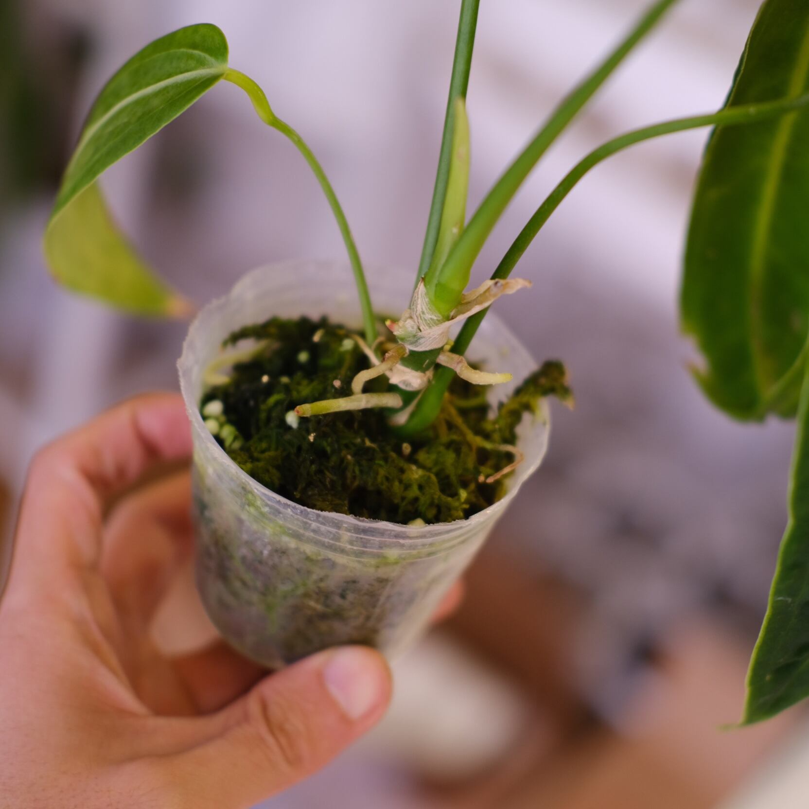 アンスリウム ワロクアーナム│Anthurium Warocqueanum㉙│観葉植物