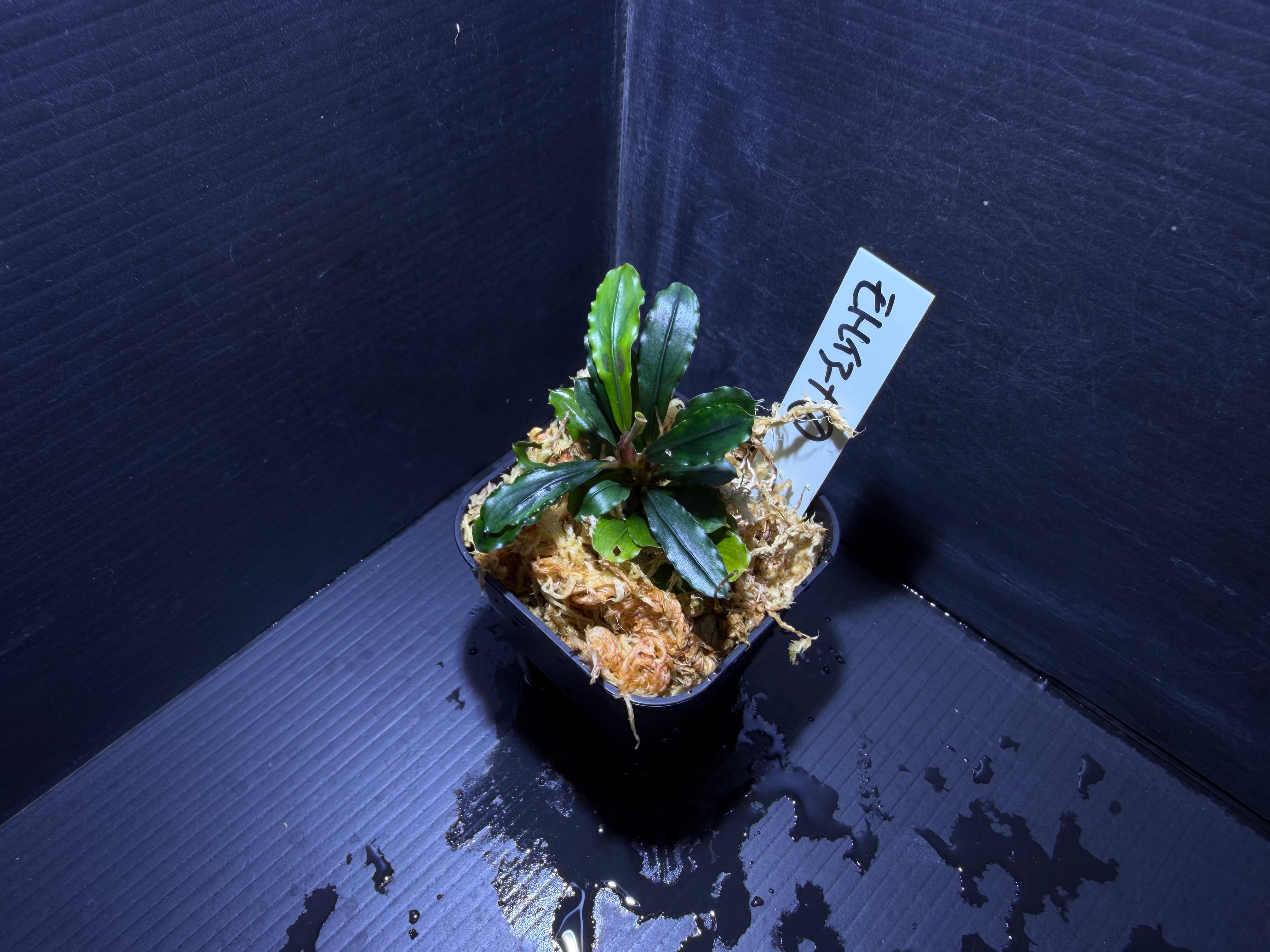 ブセファランドラ | AquaFocus