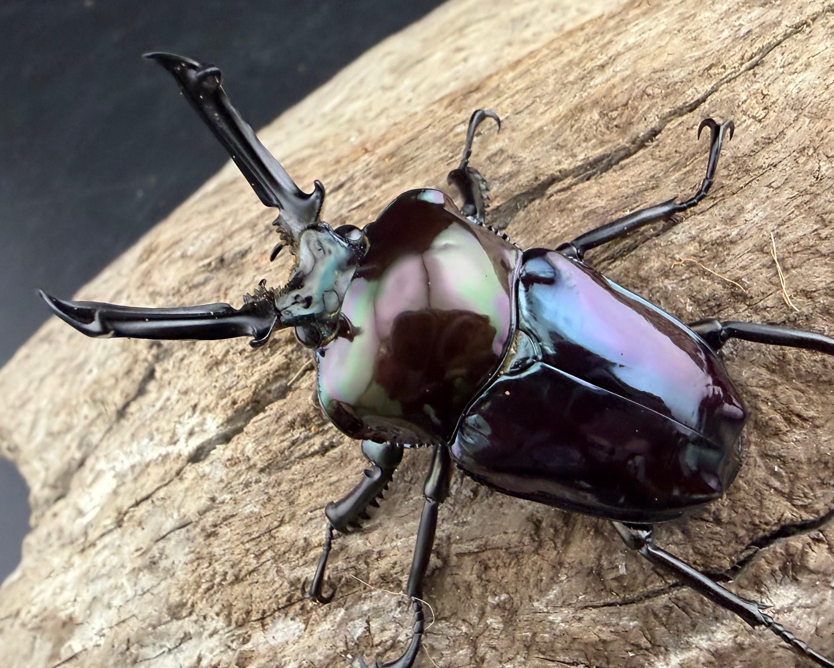 ニジイロクワガタ 虹瑠璃 52.5mm ペア》ハイマウンテン氏委託個体