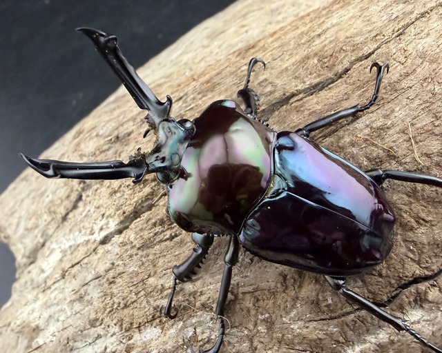 《ニジイロクワガタ 虹瑠璃 52.5mm ペア》ハイマウンテン氏委託個体