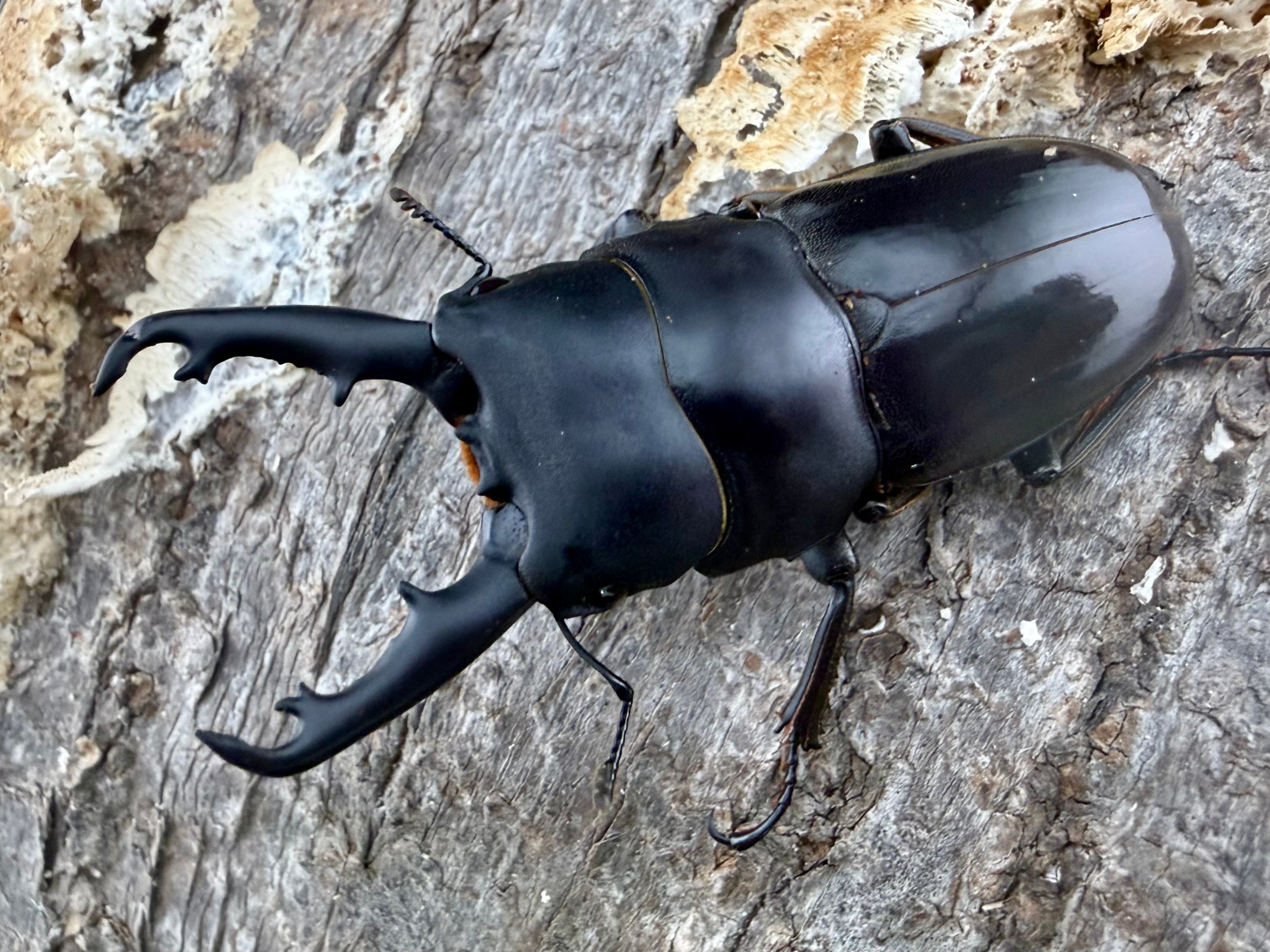 ヒラタクワガタの仲間 | KPW公式オンラインショップ