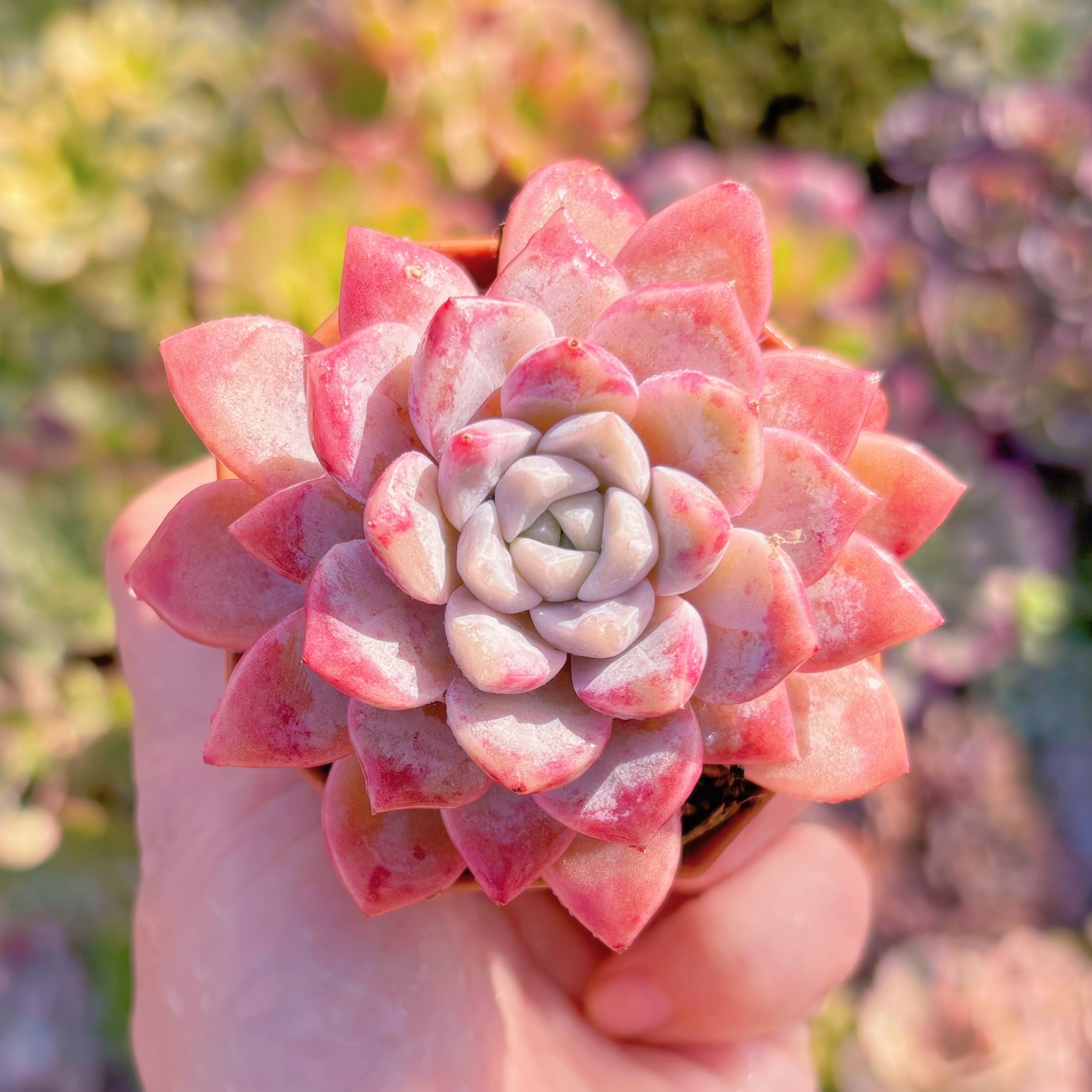 現品　Echeveria白鷺#668　るる農園