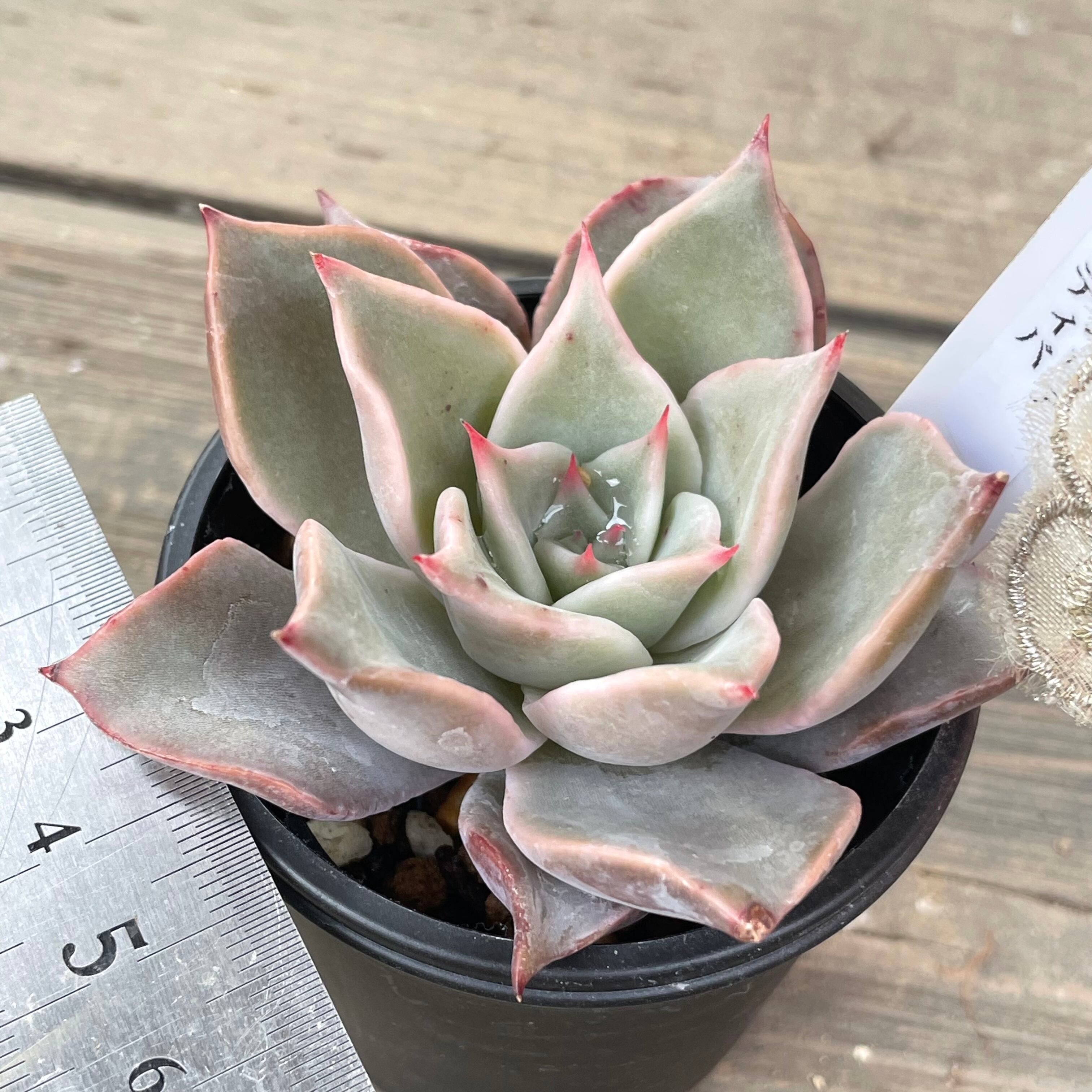 マディバ | RuPo 多肉植物専門店