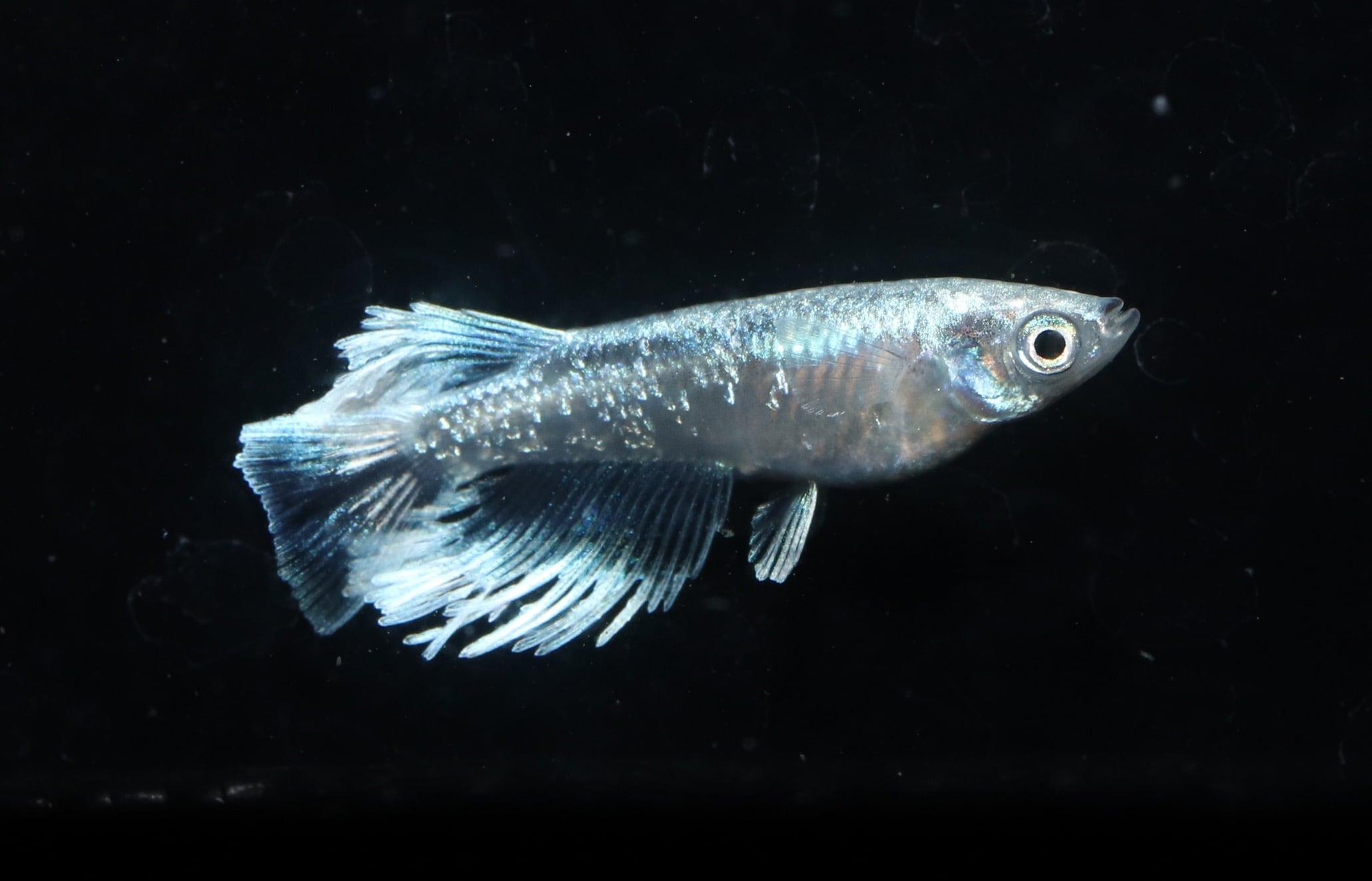 レーヴ 1ペア | メダカ屋えん