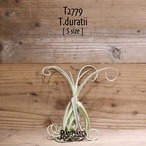 【送料無料】duratii S〔エアプランツ〕現品発送T2779