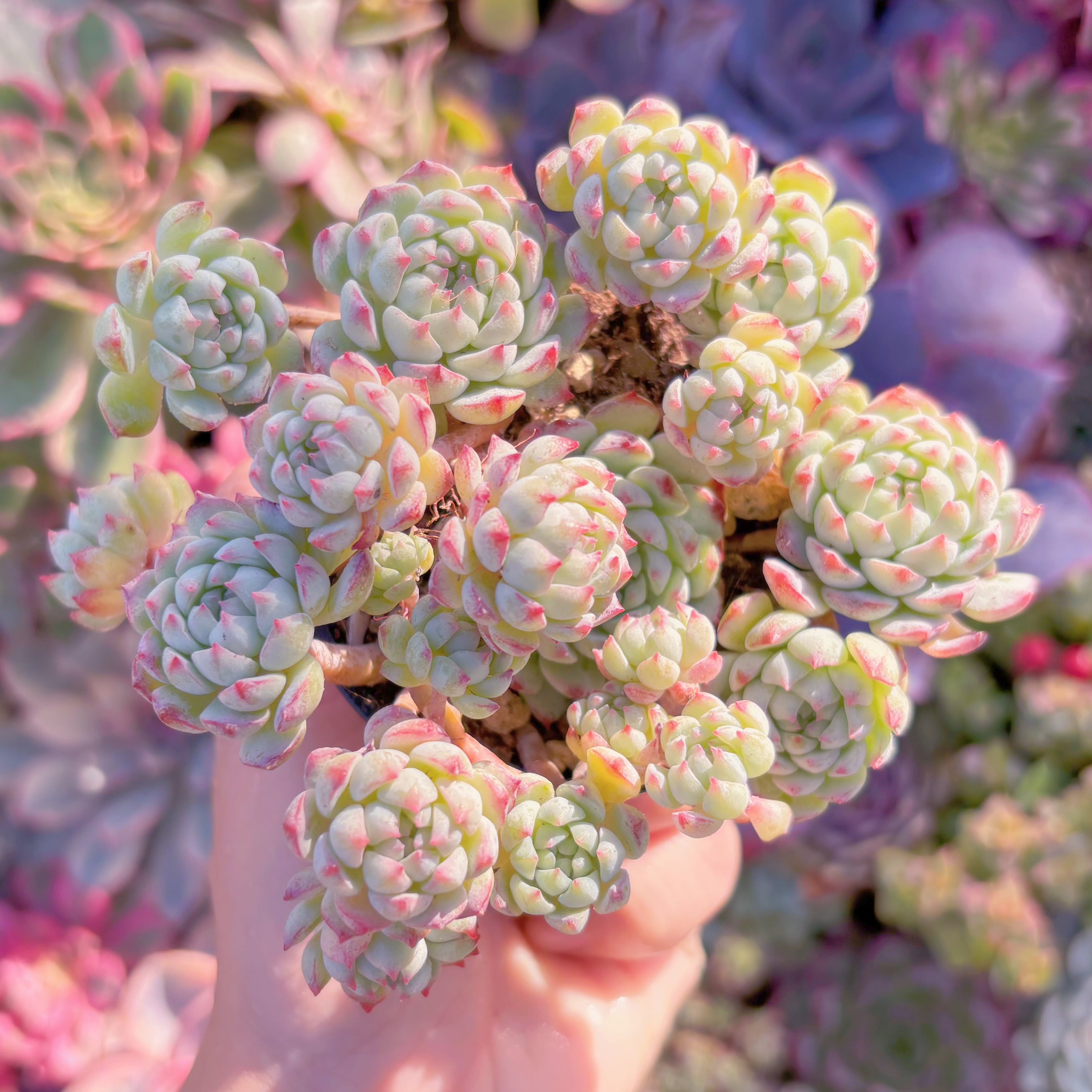 現品　グロブローサxブルーミニマ#A05　群生　新入荷　るる農園