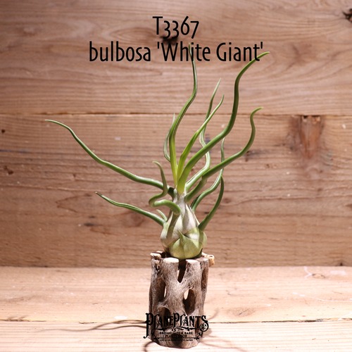 【送料無料】bulbosa 'White Giant'〔エアプランツ〕現品発送T3367