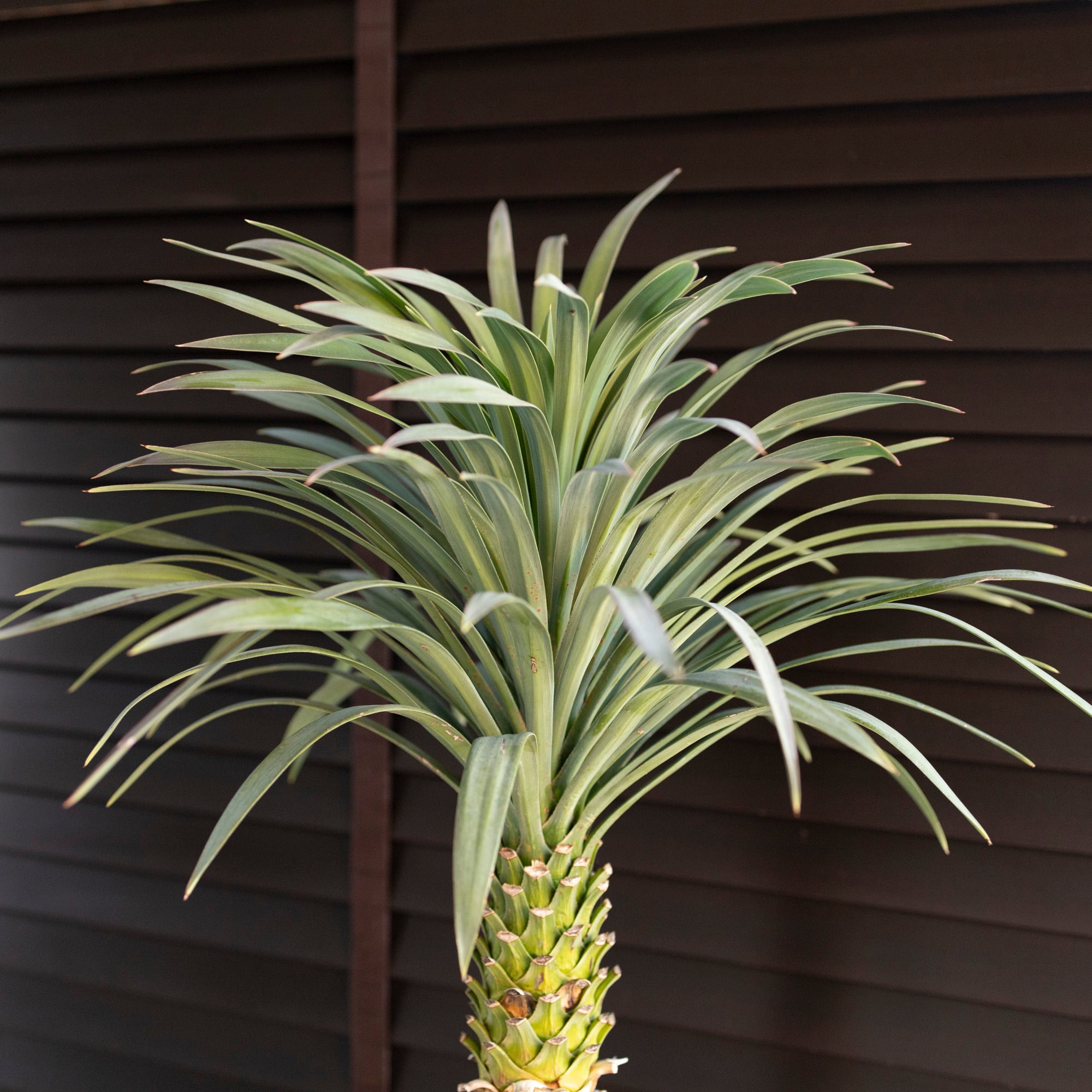 ユッカ デスメティアーナ Yucca Desmetiana 7.5号 スネーク鉢 ユッカ デスメティアーナ Yucca Desmetiana 7.5号 スネーク鉢