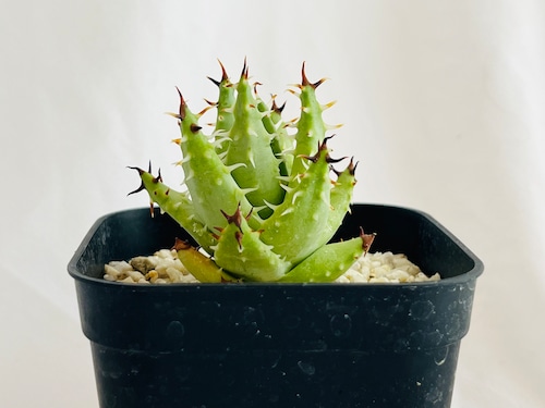 Aloe erinacea　アロエ　エリナケア　多肉植物