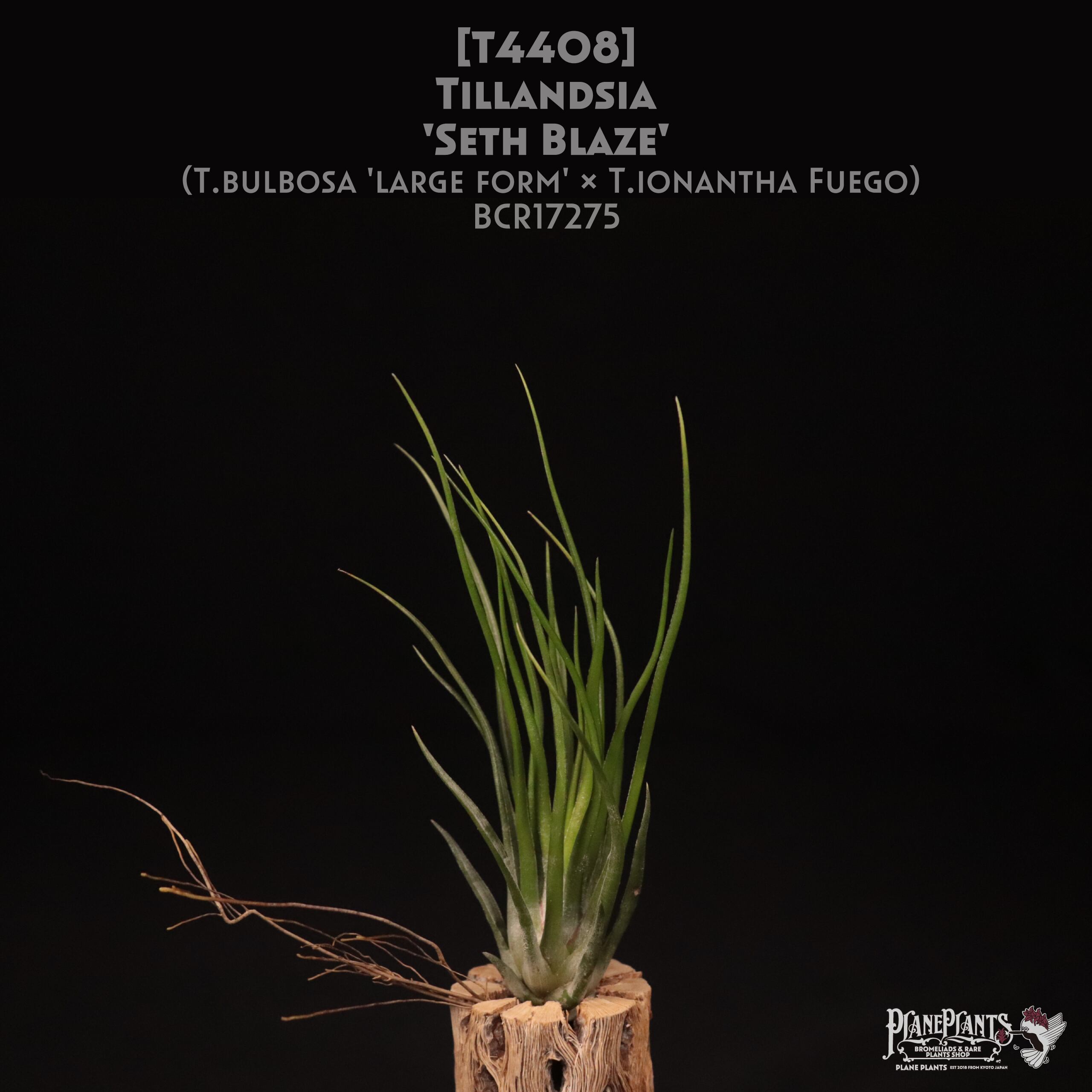 【送料無料】'Seth Blaze'〔エアプランツ〕現品発送T4408