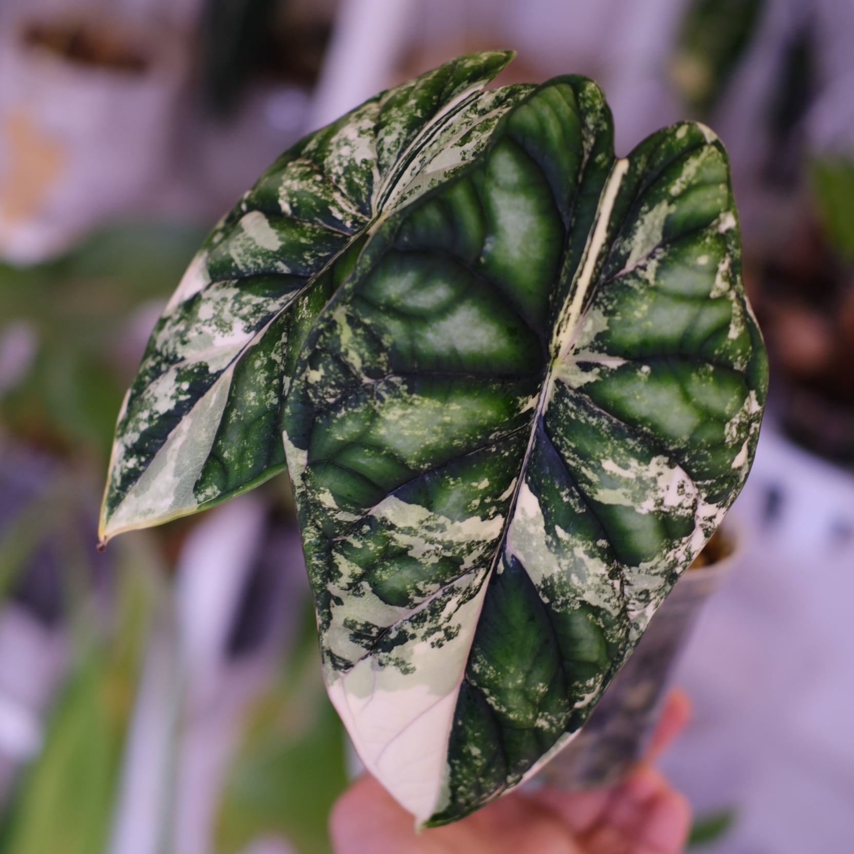 Alocasia dragon scale varigated⑤│アロカシア ドラゴンスケール 斑
