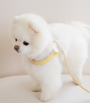 予約【stroll】Soft Walk Harness (butterCream)
