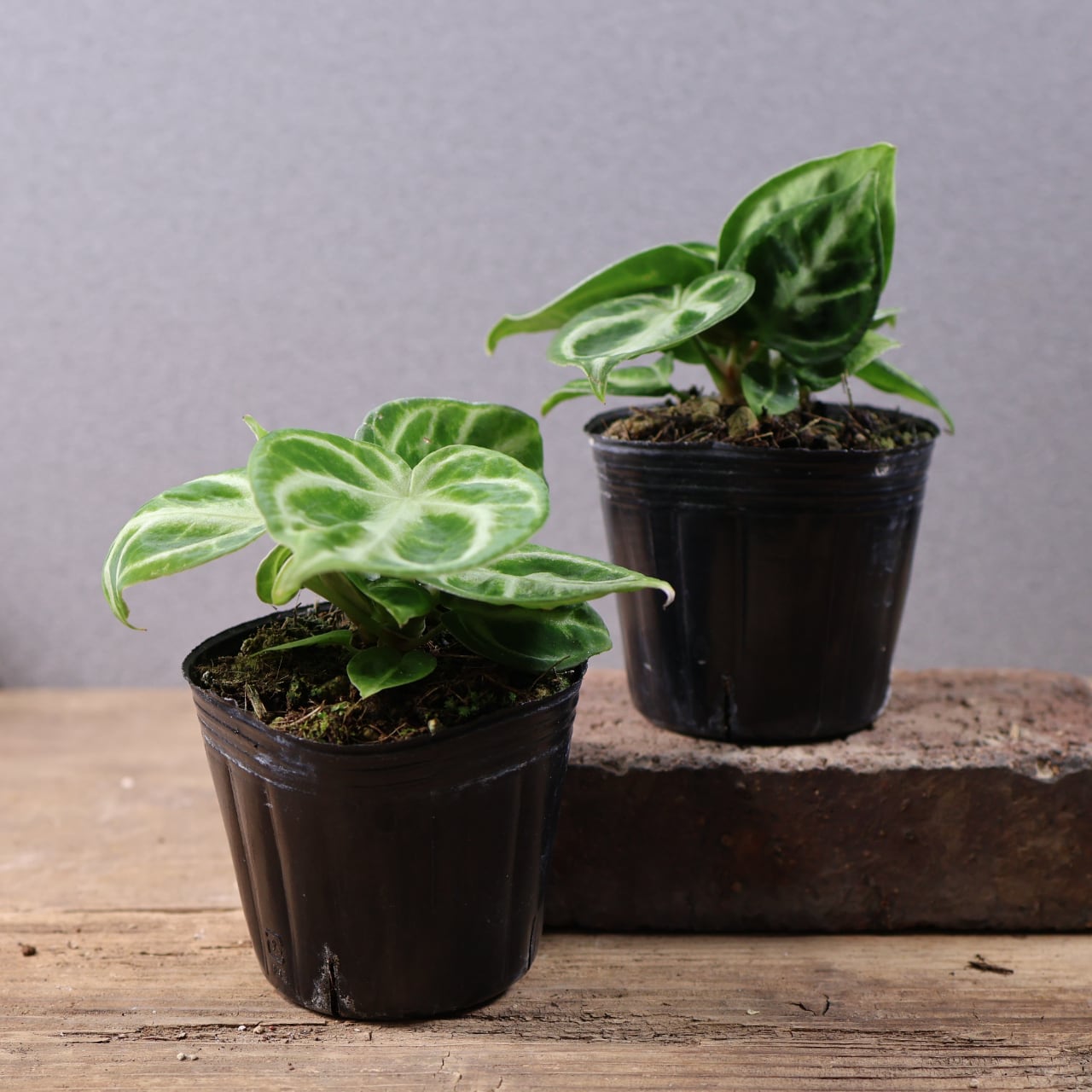 707『ハオルチア 太陽の恋人』 観葉植物【送料無料】 | MARX PLANTS