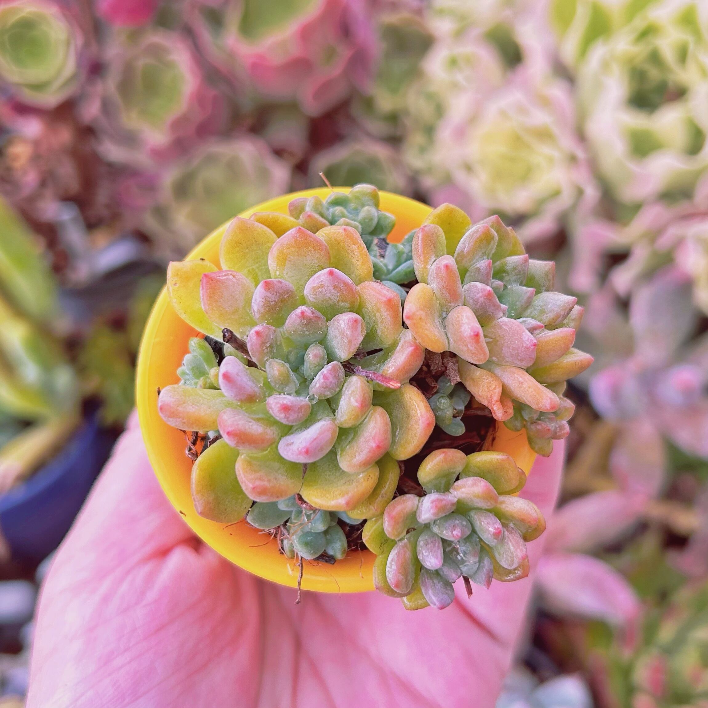 現物　多肉植物　ブルードグロブローサ　抜き苗