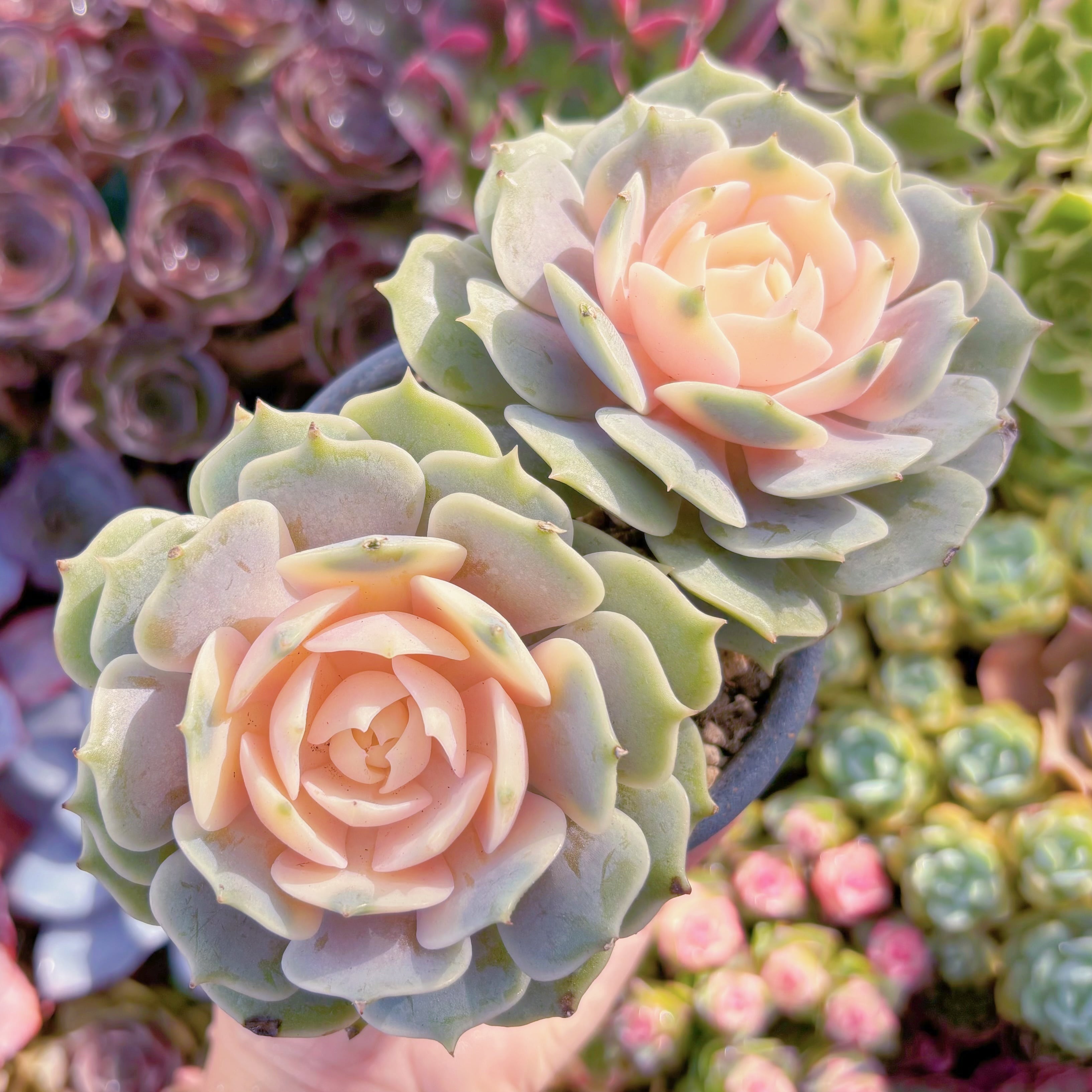 多肉植物　ローラ錦　2頭群生　新入荷　るる農園