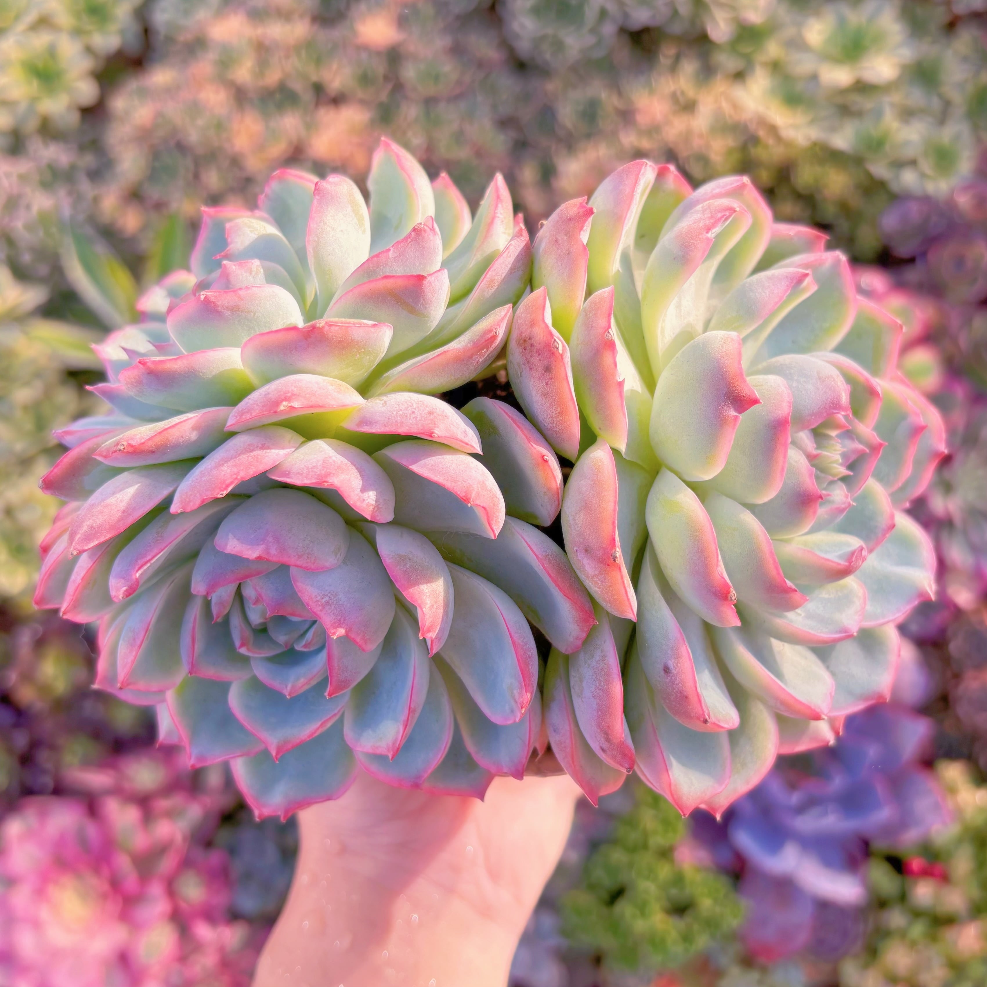 現品　シルエット#B40　特大群生　直径約16cm   新入荷　るる農園