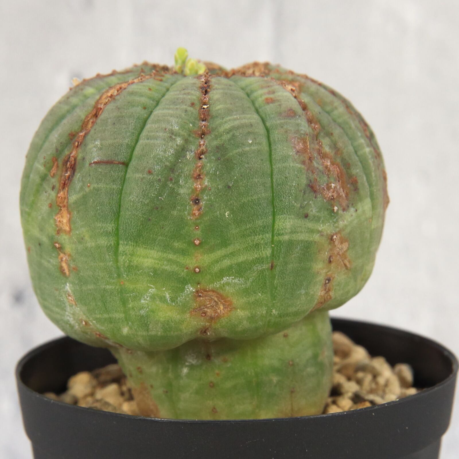 発根済み ユーフォルビア ミニオベサ キノコ型 木質化 Lighthouse Plants 海外実生株のオベサを中心に 輸入植物を扱うプランツ セレクトショップ