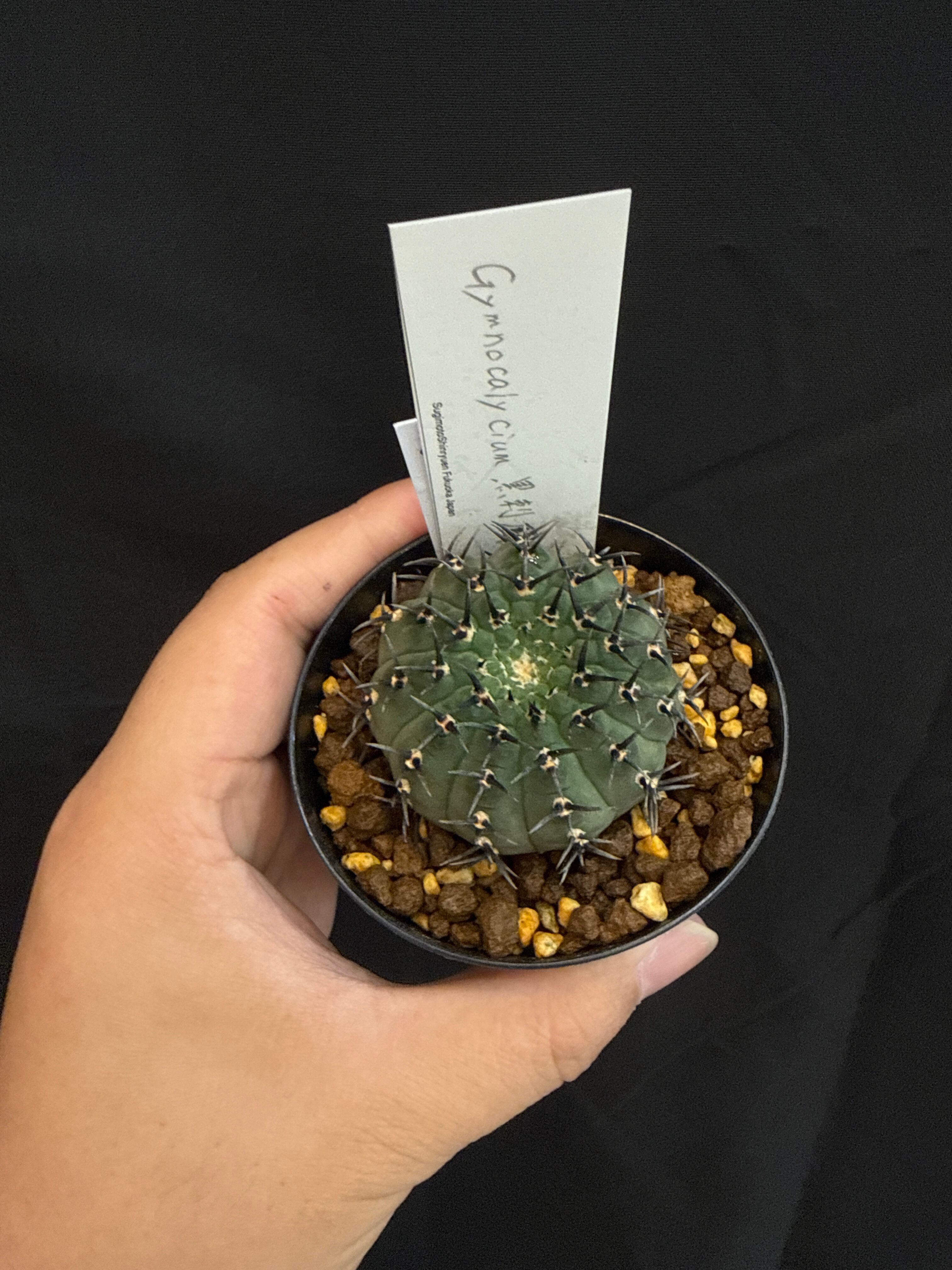 大株】10稜 Euphorbia Obesa ユーフォルビア オベサ13 | PAY ID