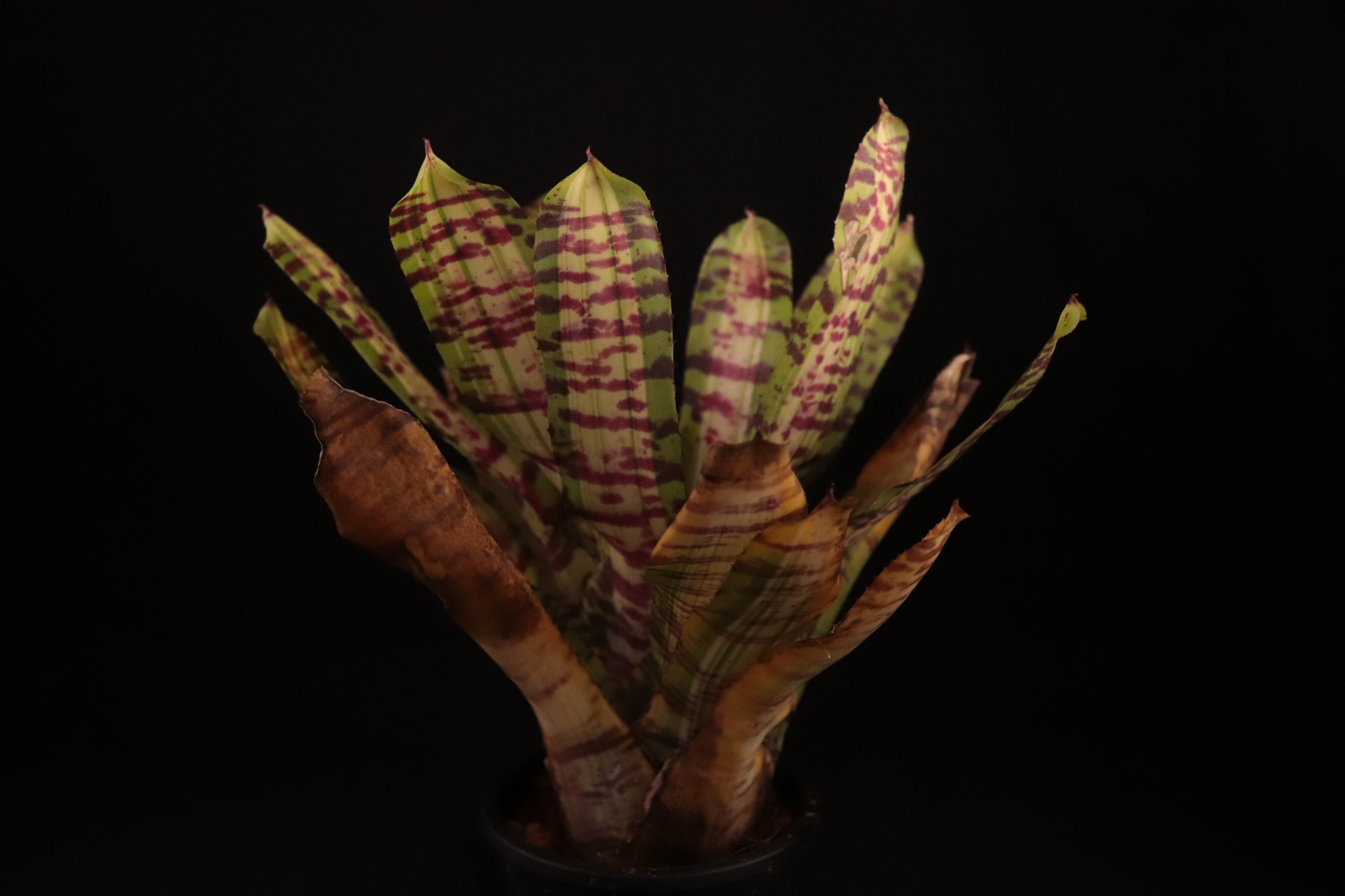 送料無料】Neoregelia 'Crazy Rabbit'〔ネオレゲリア〕現品発送N0411