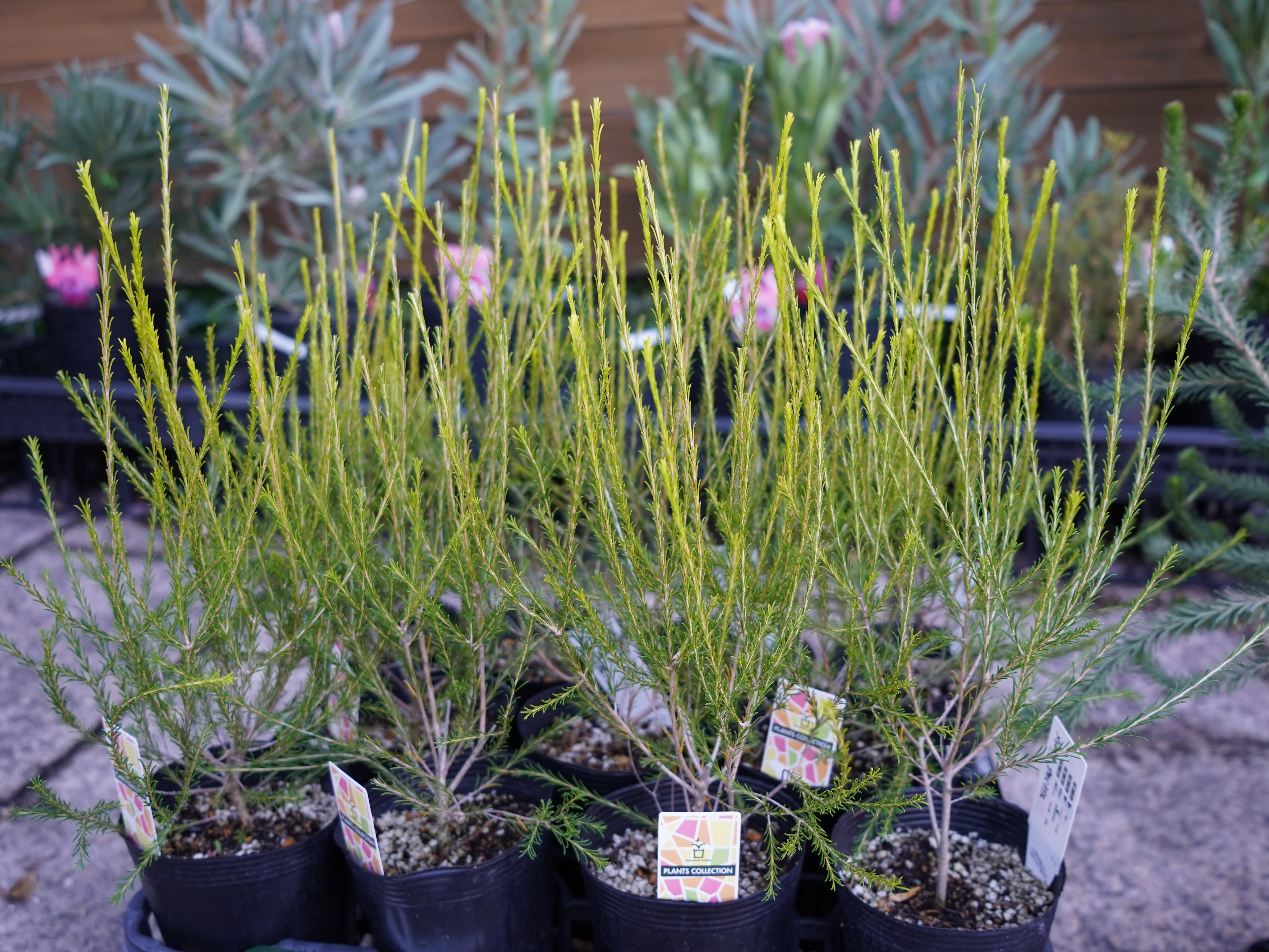 メラレウカ ”アルミラリス”