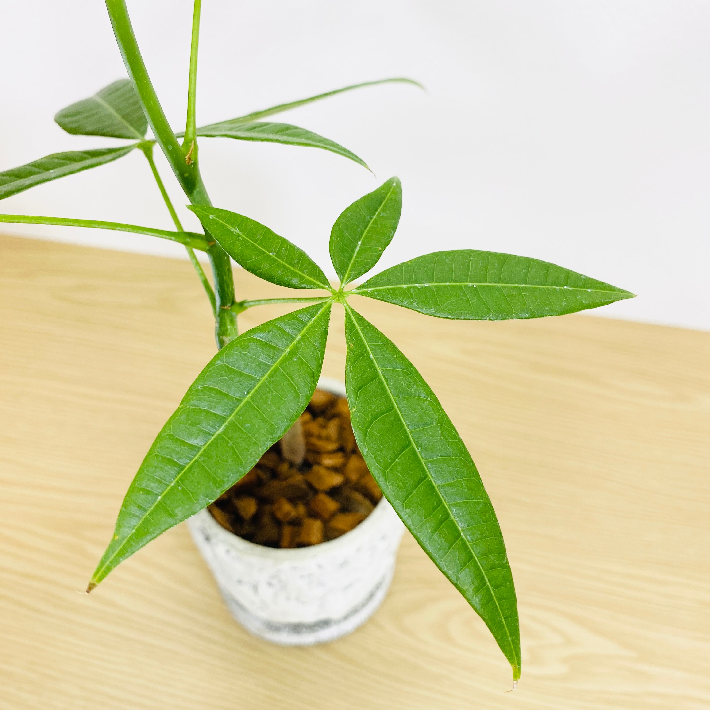 パキラ　観葉植物　丈夫です パキラ [観葉植物] | Herbree・観葉植物の通販