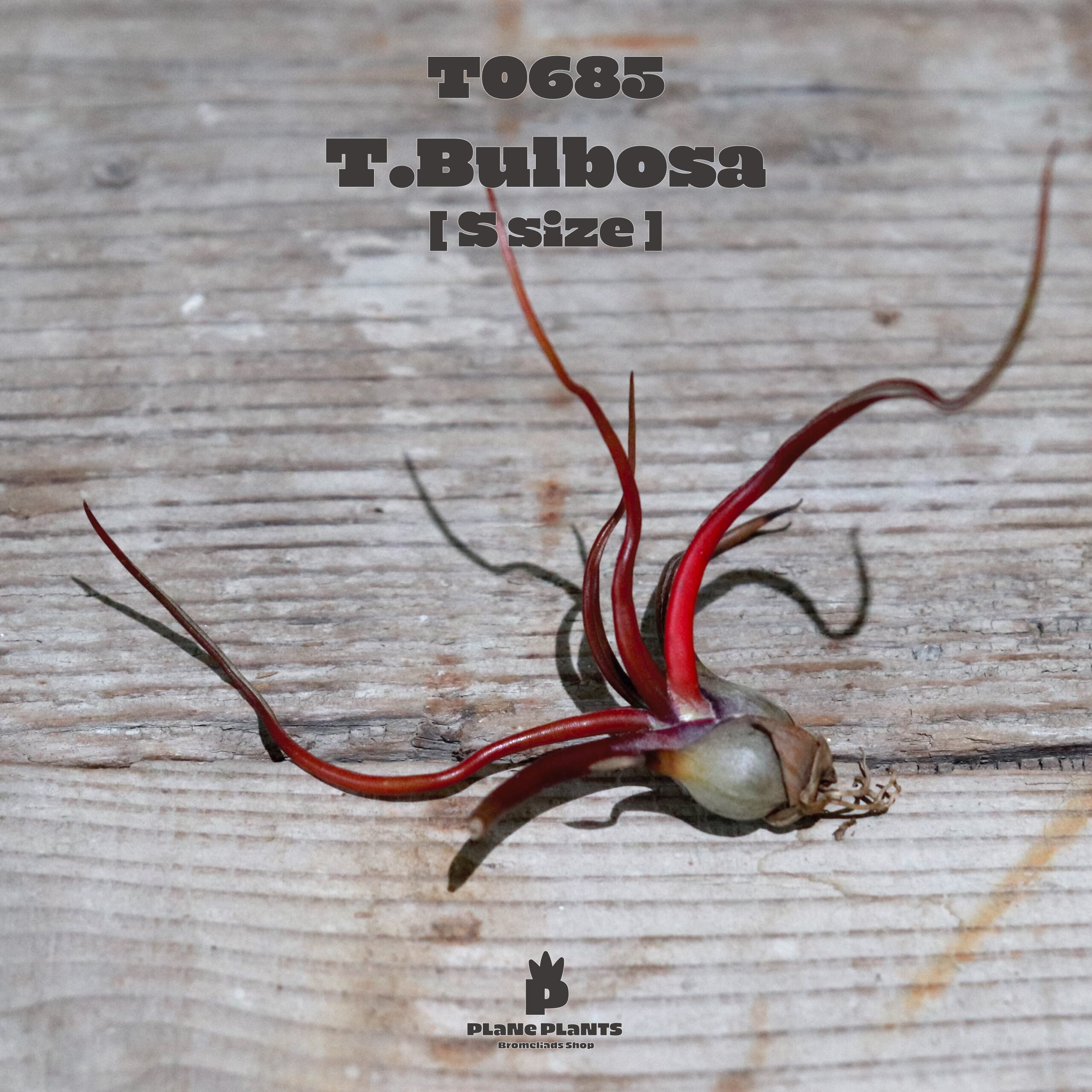 【reserved】ブルボーサ S〔エアプランツ〕現品発送T0685