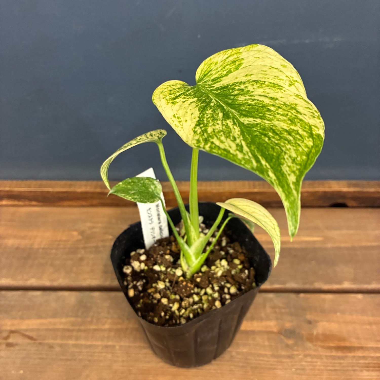 PROTOLEAF プロトリーフ