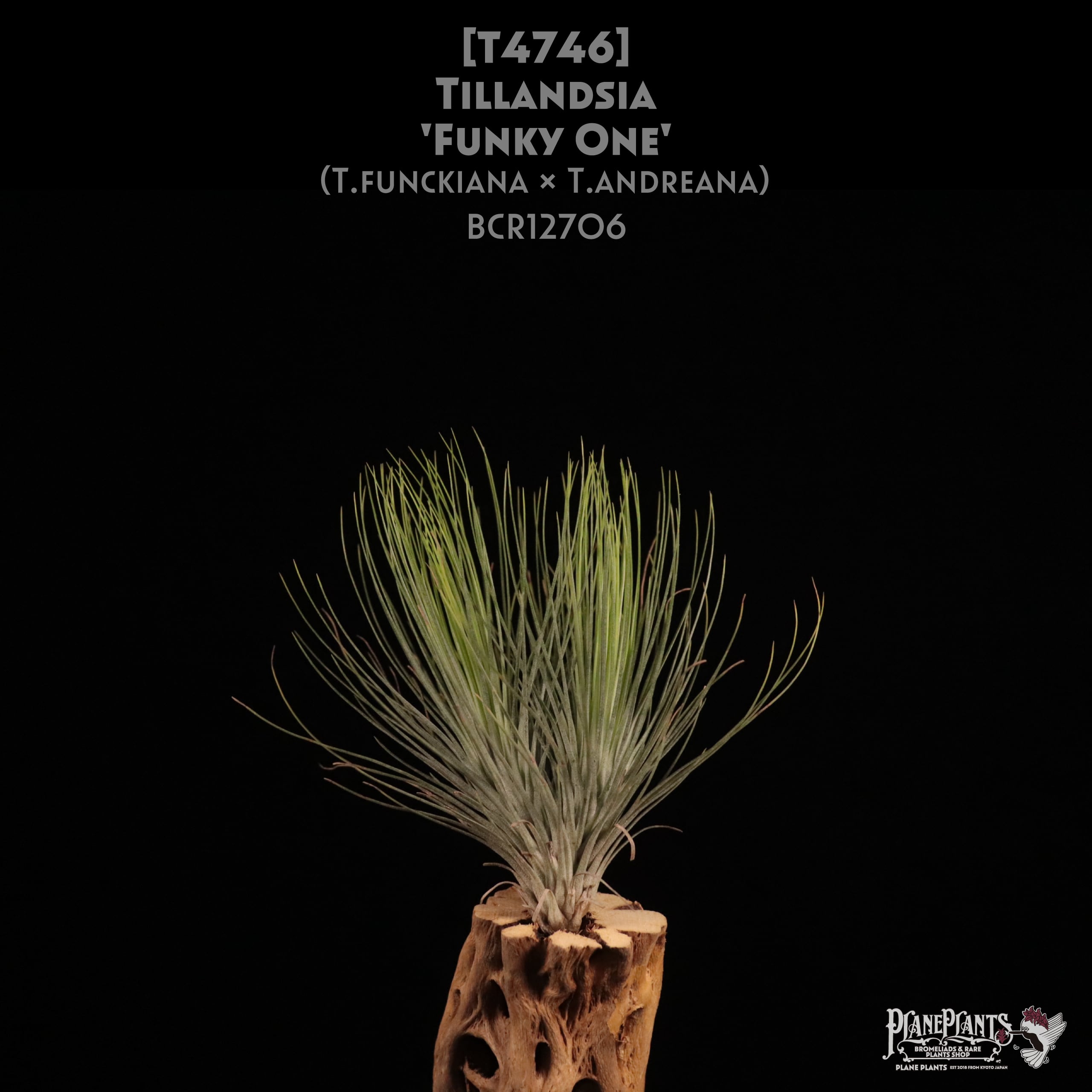 送料無料】'Funky One'〔エアプランツ〕現品発送T4746 | plane plants