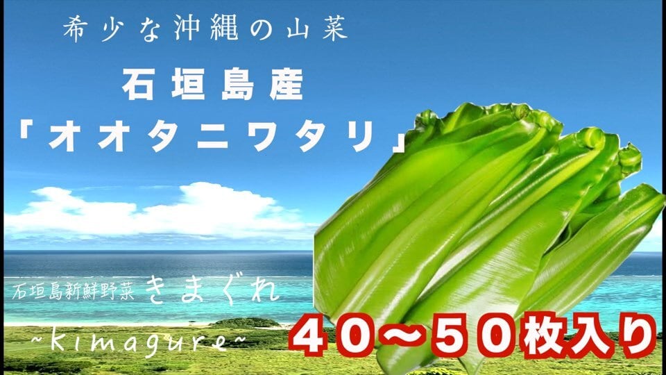 石垣島産「オオタニワタリ」40〜50枚セット　きまぐれ
