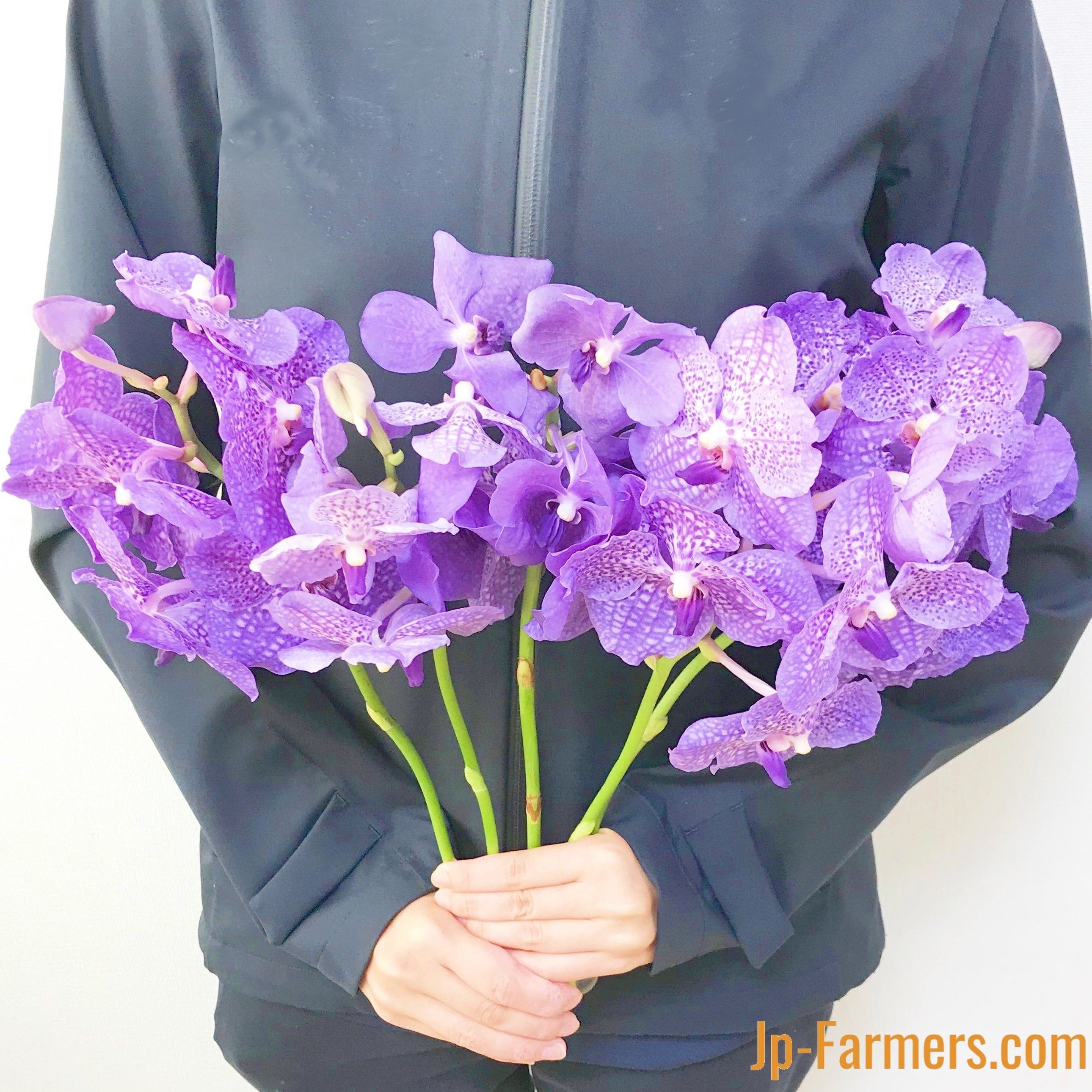 日持ち抜群！！ 岐阜県フローラヤノオーキッド バンダ ブルー系 5本