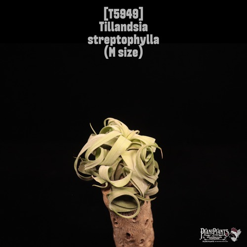 Tillandsia streptophylla M〔ティランジア〕T5949