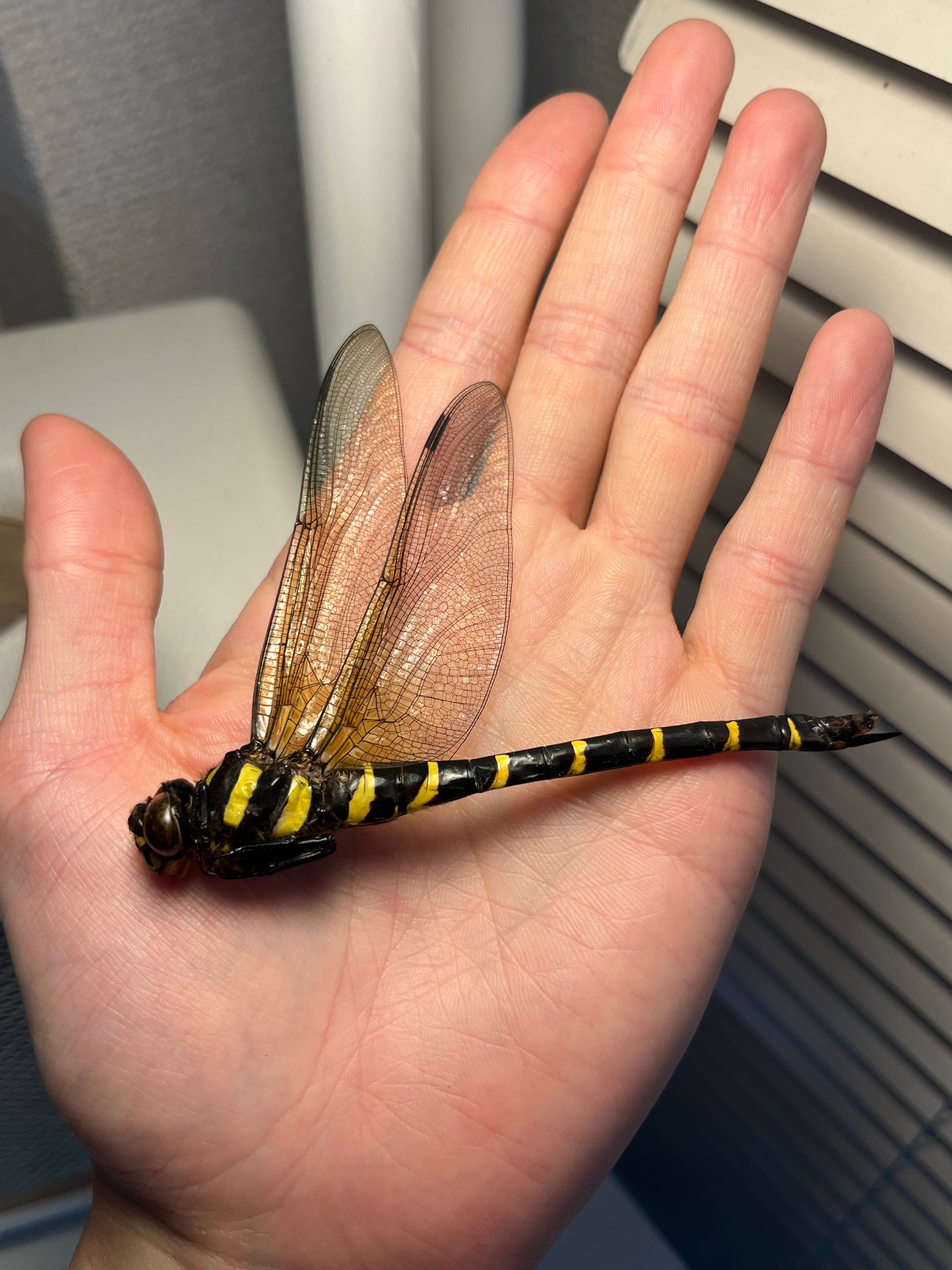 標本 | オモニキチュウ