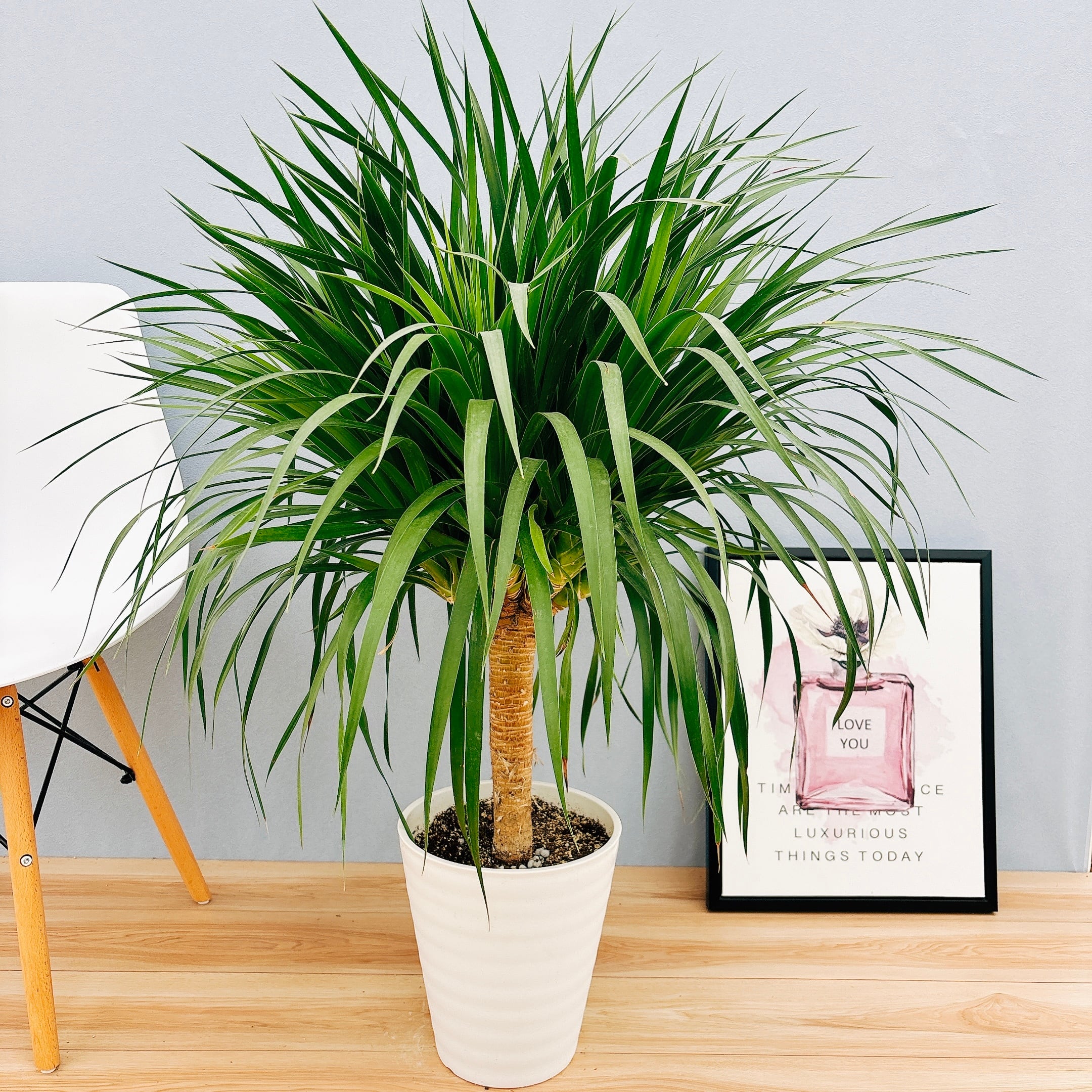 在庫］【希少】ドラセナ カンボジアーナ 観葉植物 レア 室内 幸福の木