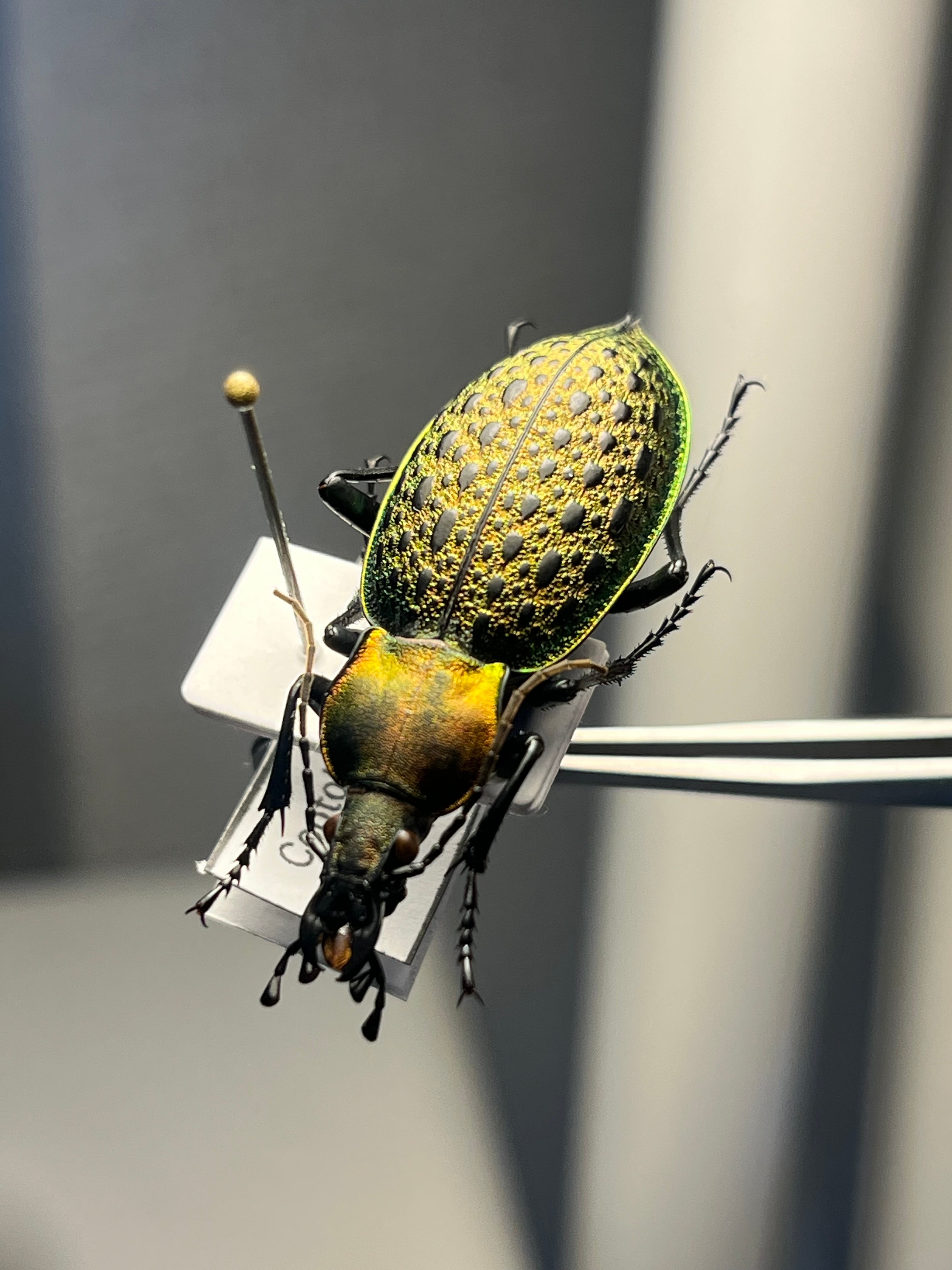 学名珍々】ヨツコブツノゼミ 標本ボッキディウム・チンチンナブリ