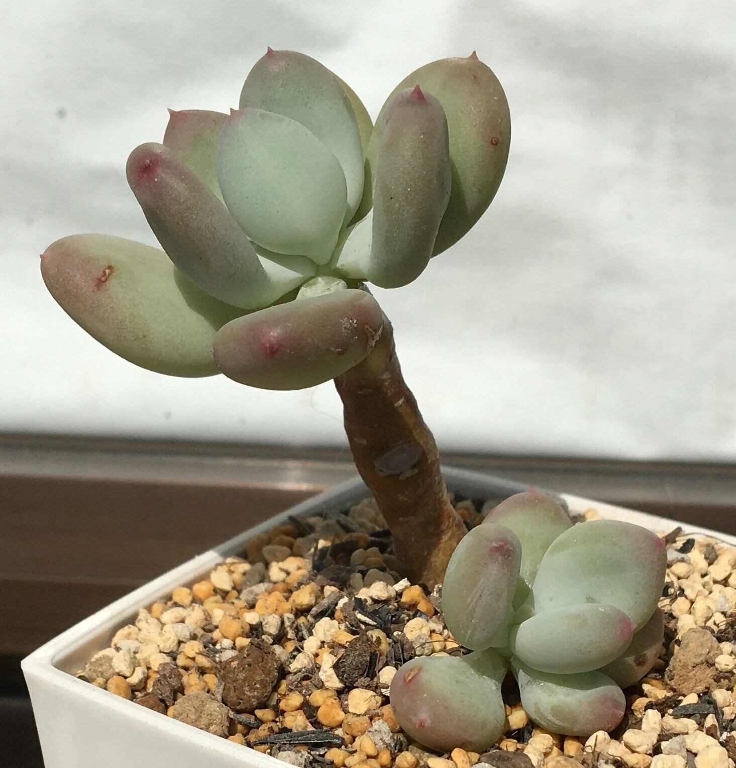 多肉植物　三日月 錦