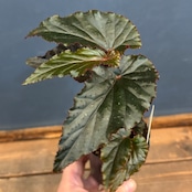 ベゴニア ブラックドラゴン【1087】