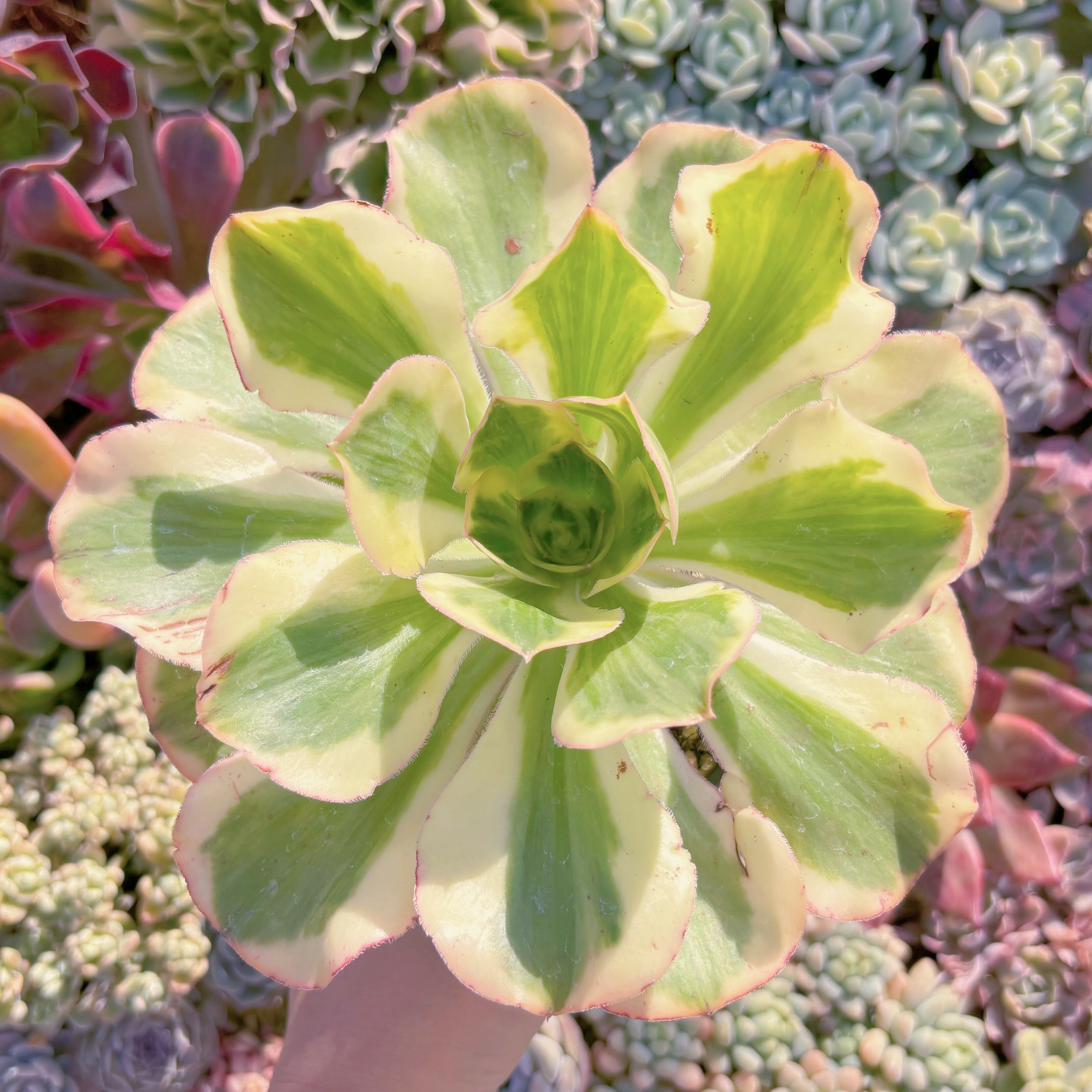 現品　燕姿錦#1004　るる農園