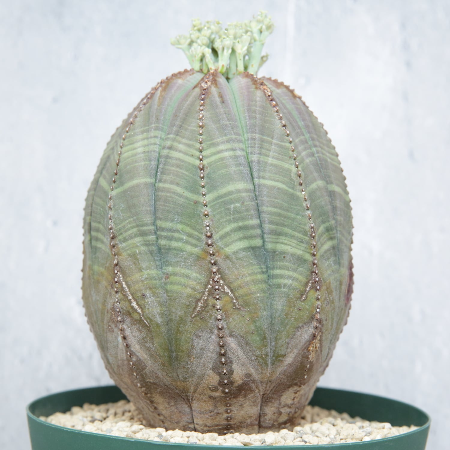 メス株 大株 最大幅 約7.8cm 木質化 マウンテン オベサ