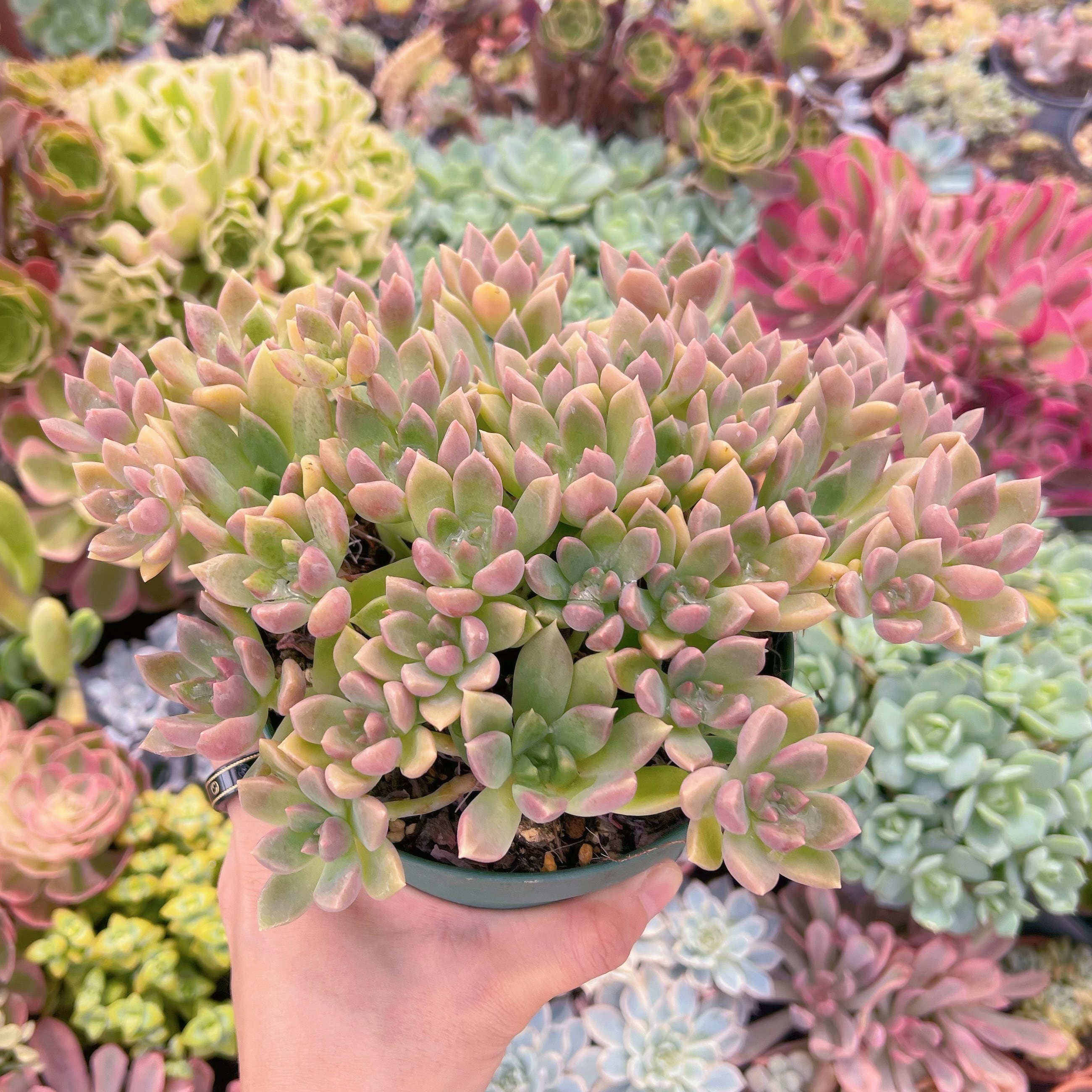 多肉植物 アルジェ 特大群生 るる農園 | るる農園~多肉植物専門