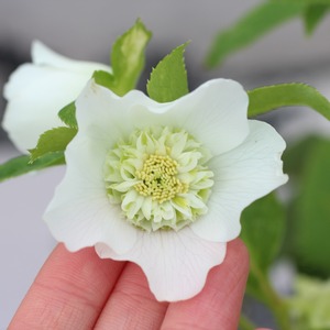 WS26-027 クリスマスローズ ウィンターシンフォニー レ・フレールホワイトセミダブル